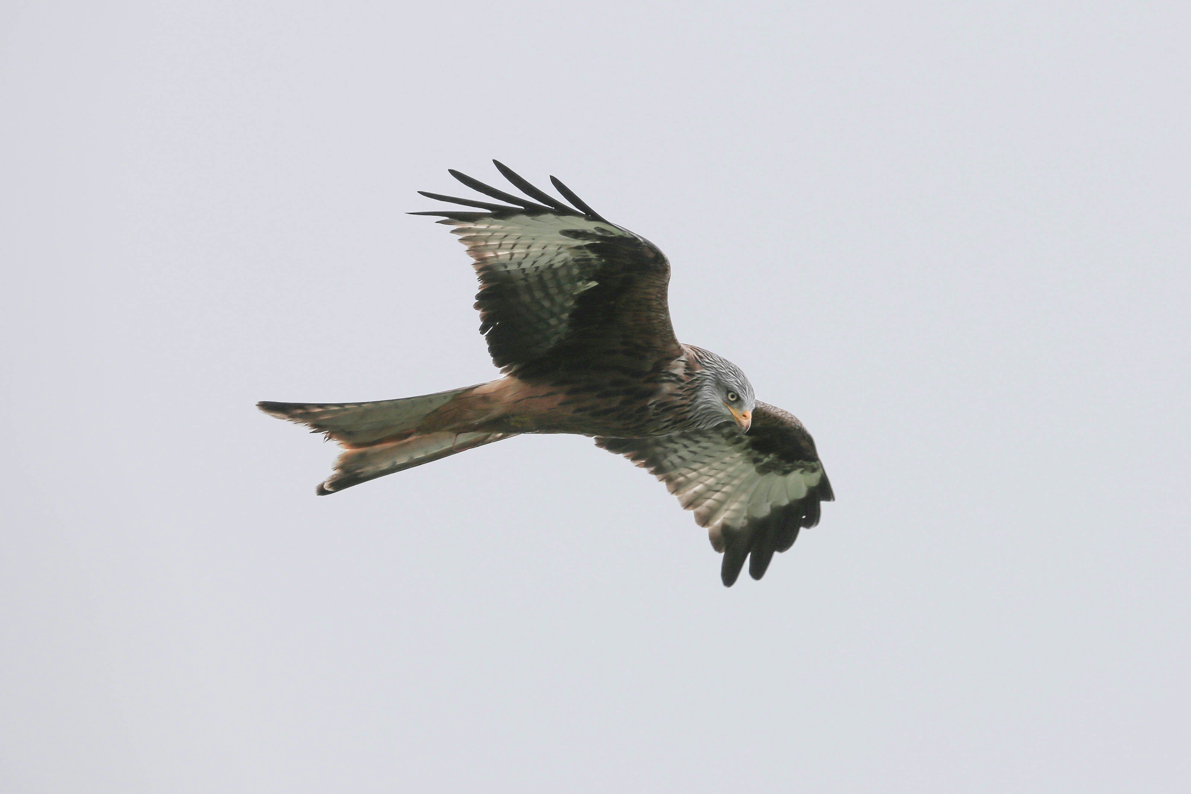 Red Kite In Flight