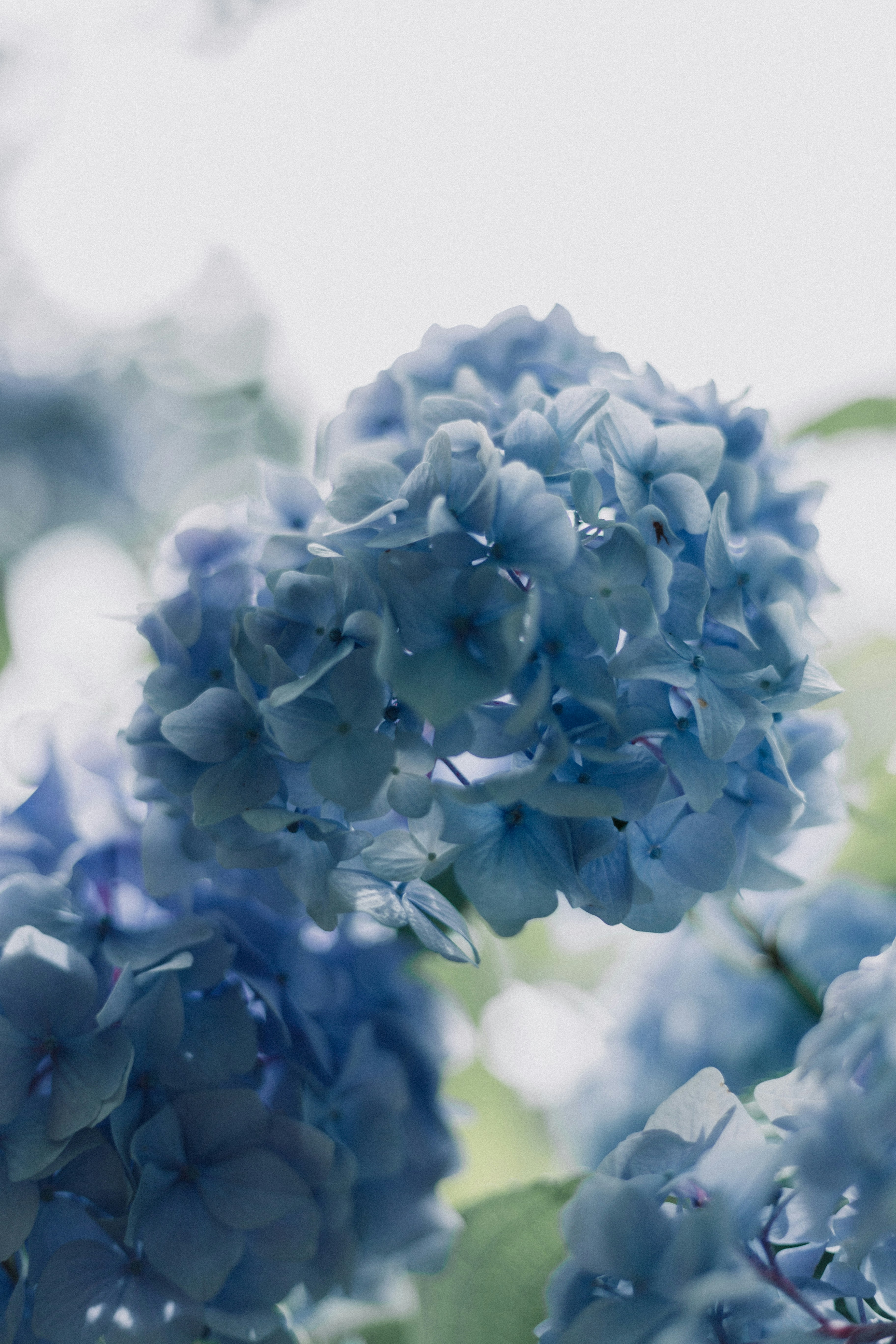 Light Blue Hydrangea Cluster