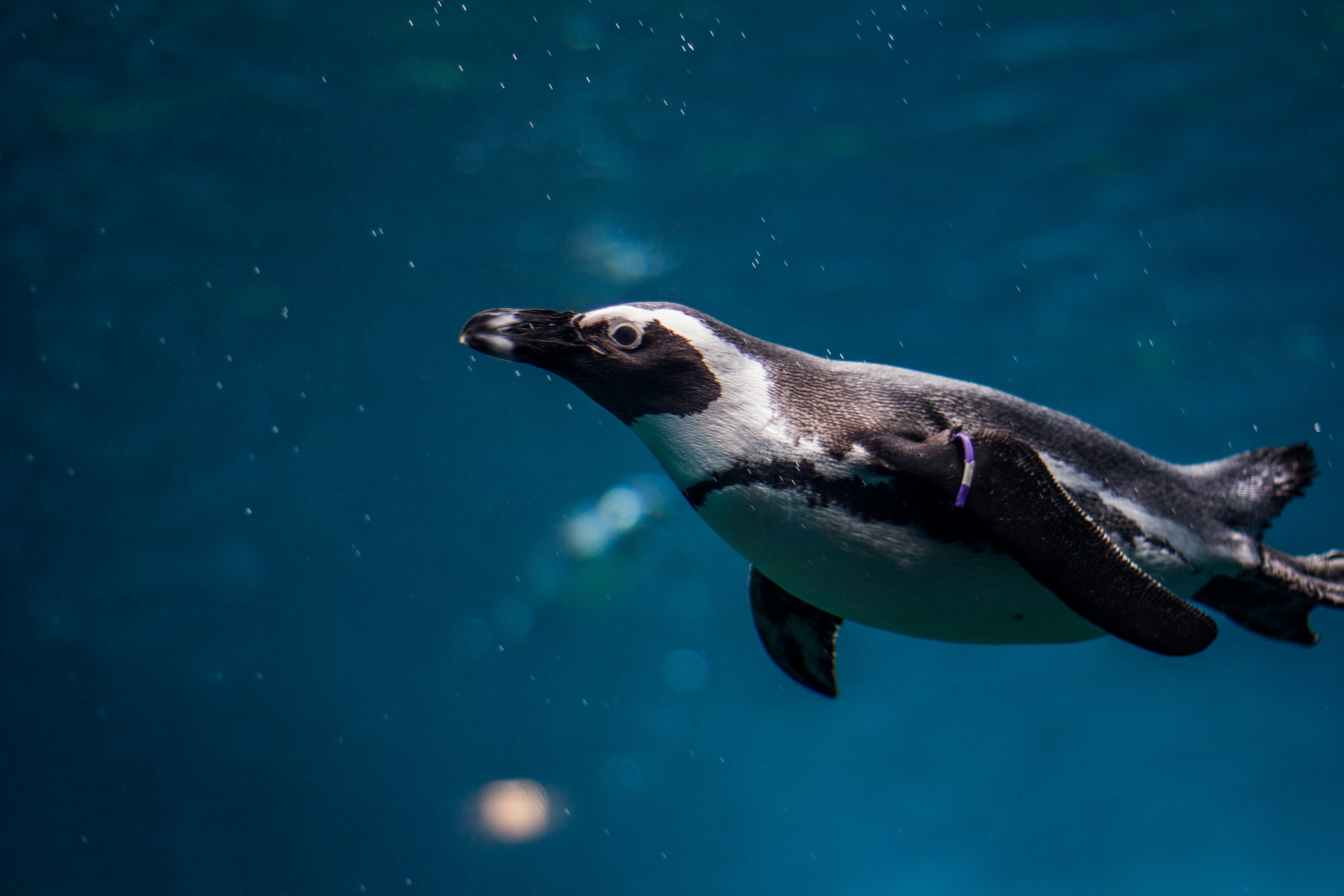 African Penguin Swimming Underwater