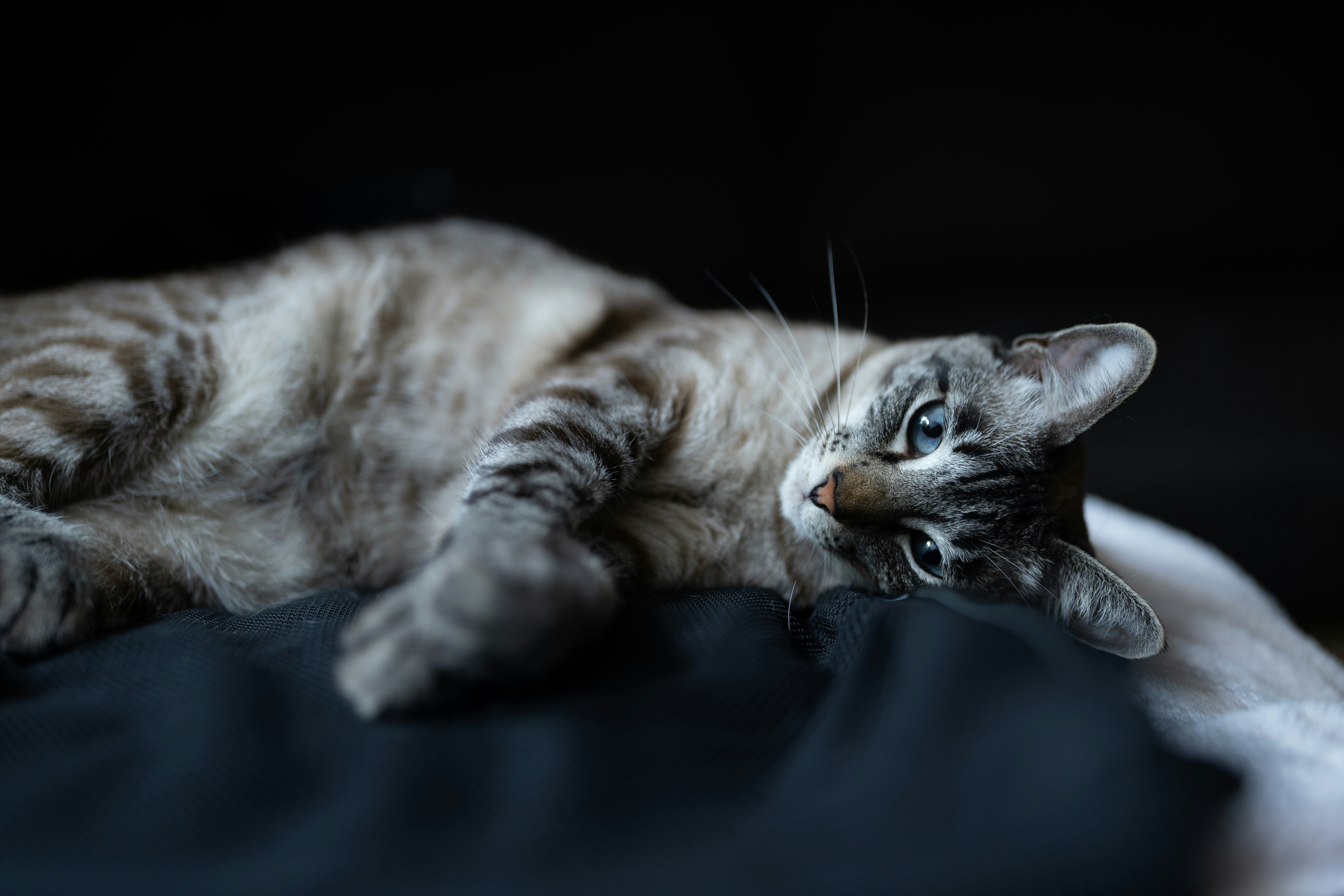 Blue-eyed Tabby Cat Resting — 4K Wallpapers