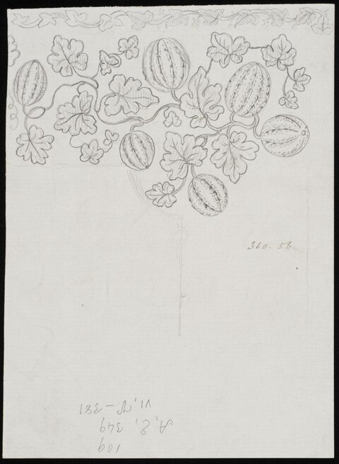 Pencil Sketch of Melon Vines