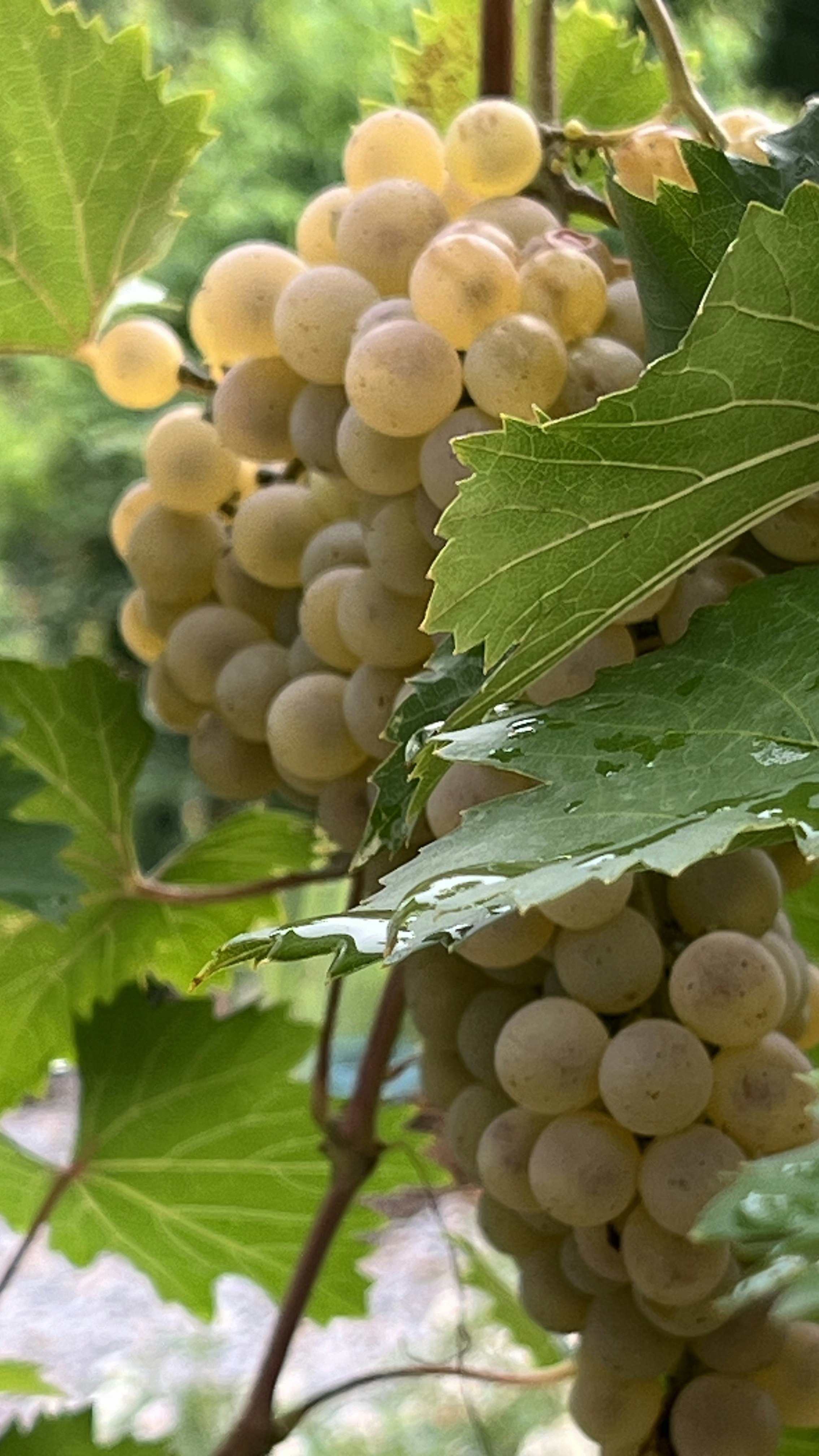 Ripe White Grapes on Vine