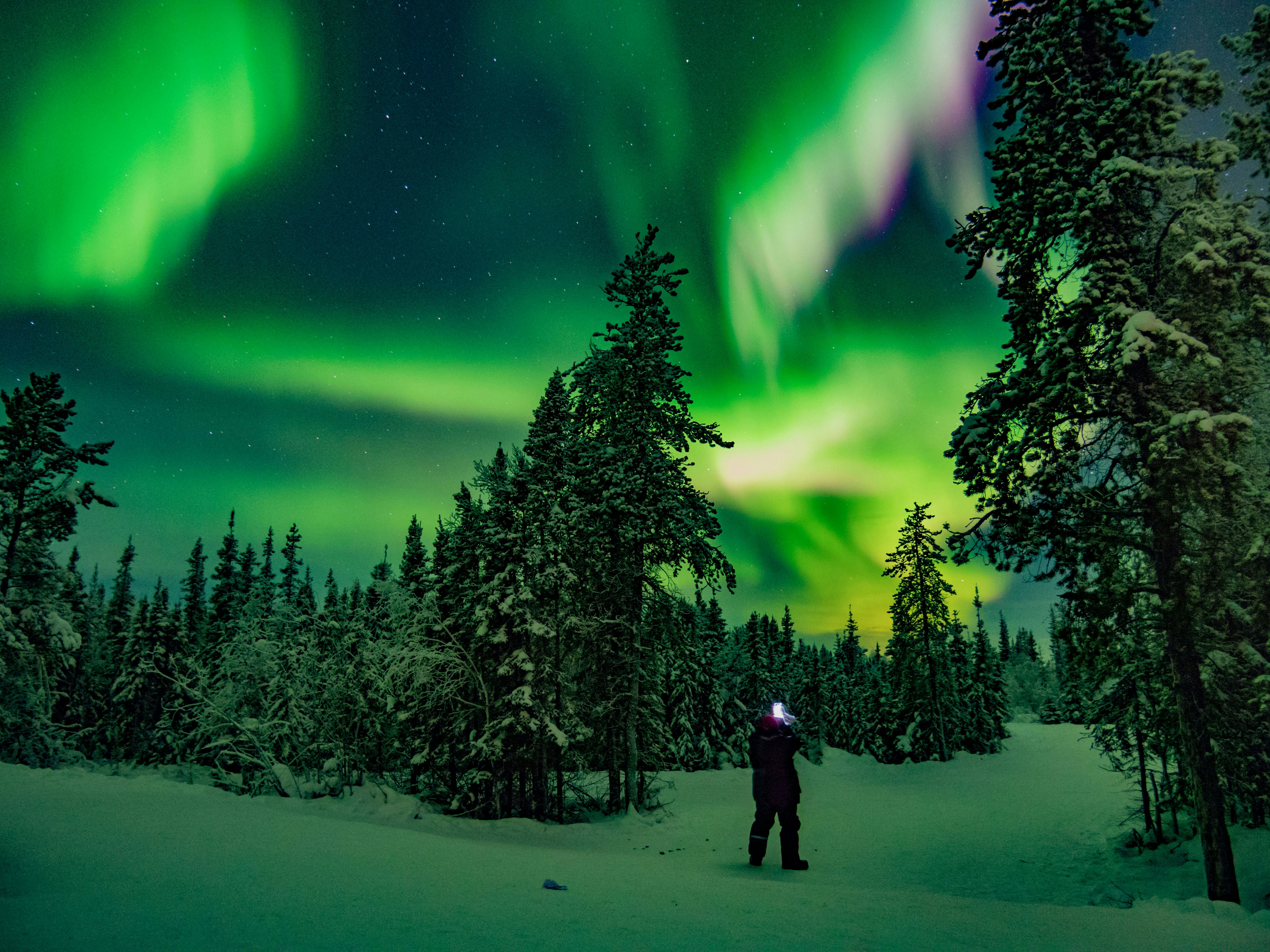 Northern Lights Over Snowy Forest