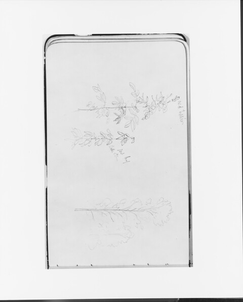 Sketch of Plant Branches in Notebook