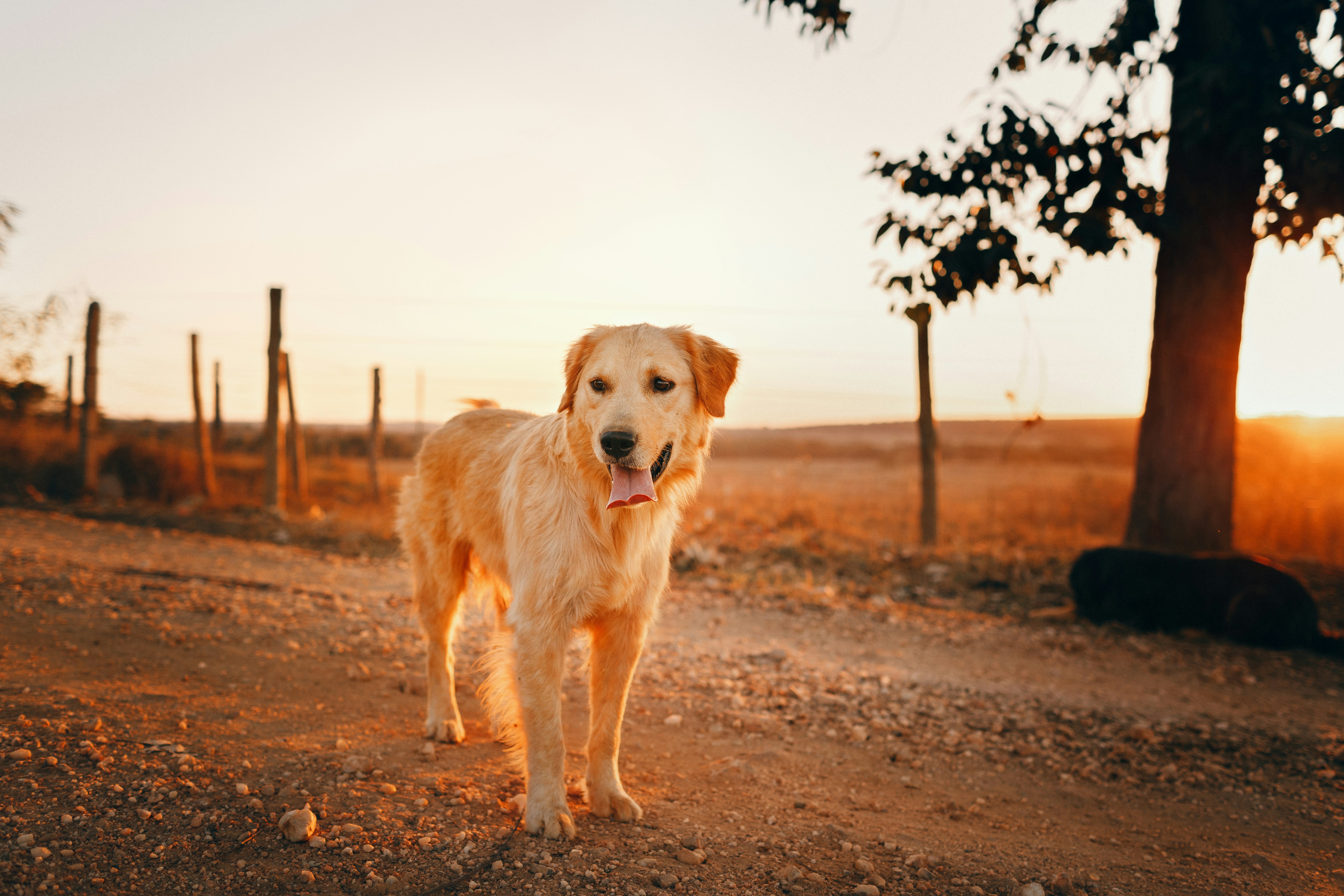 Golden Retriever at Country Sunset