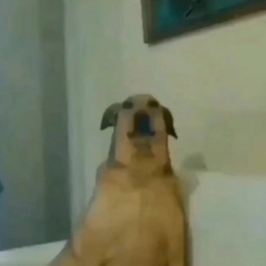 Blurred Surprised Dog on Couch