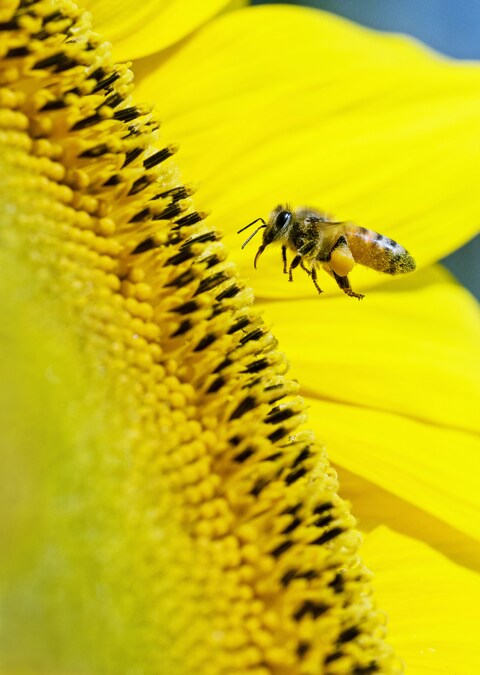 Honeybee Approaching Sunflower