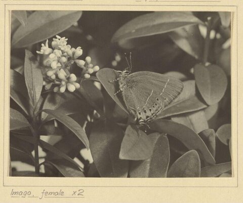 Female Butterfly Imago on Leaves