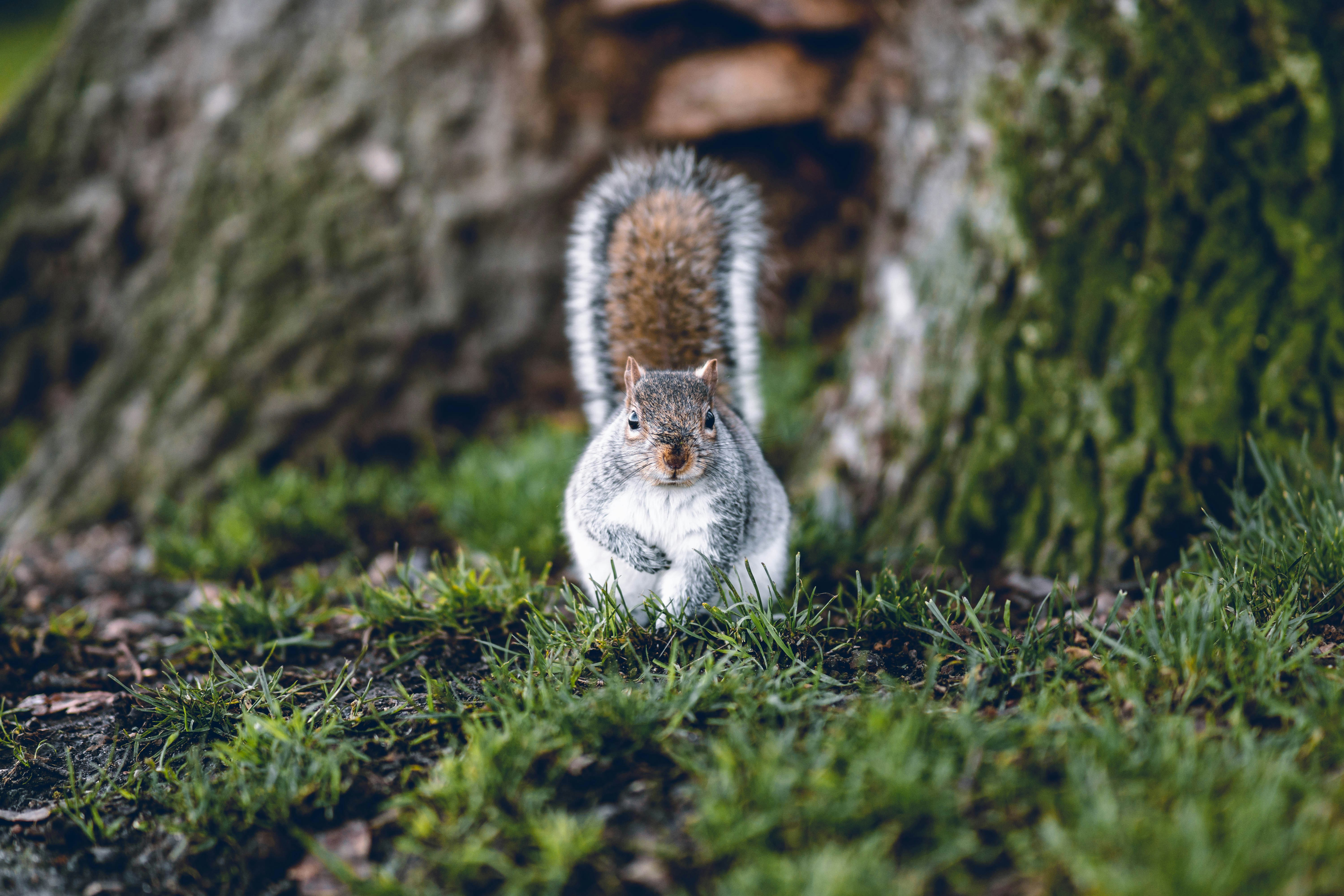 Gray Squirrel at Tree Base
