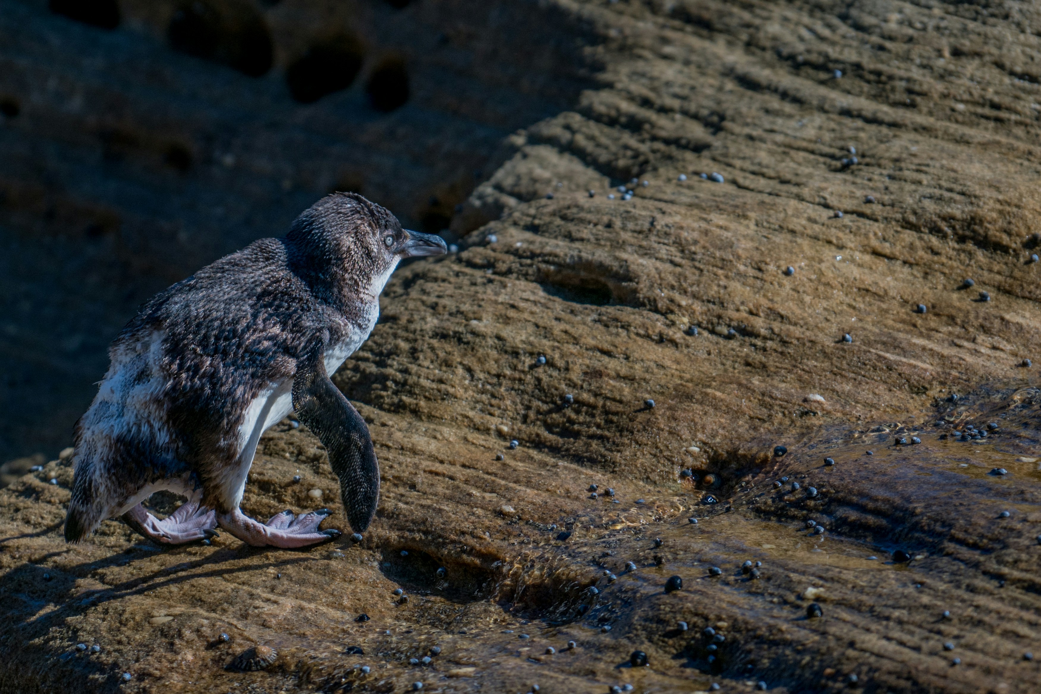 Little Penguin on Rocky Shore