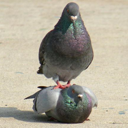 Two Mating Pigeons On Pavement — Funny