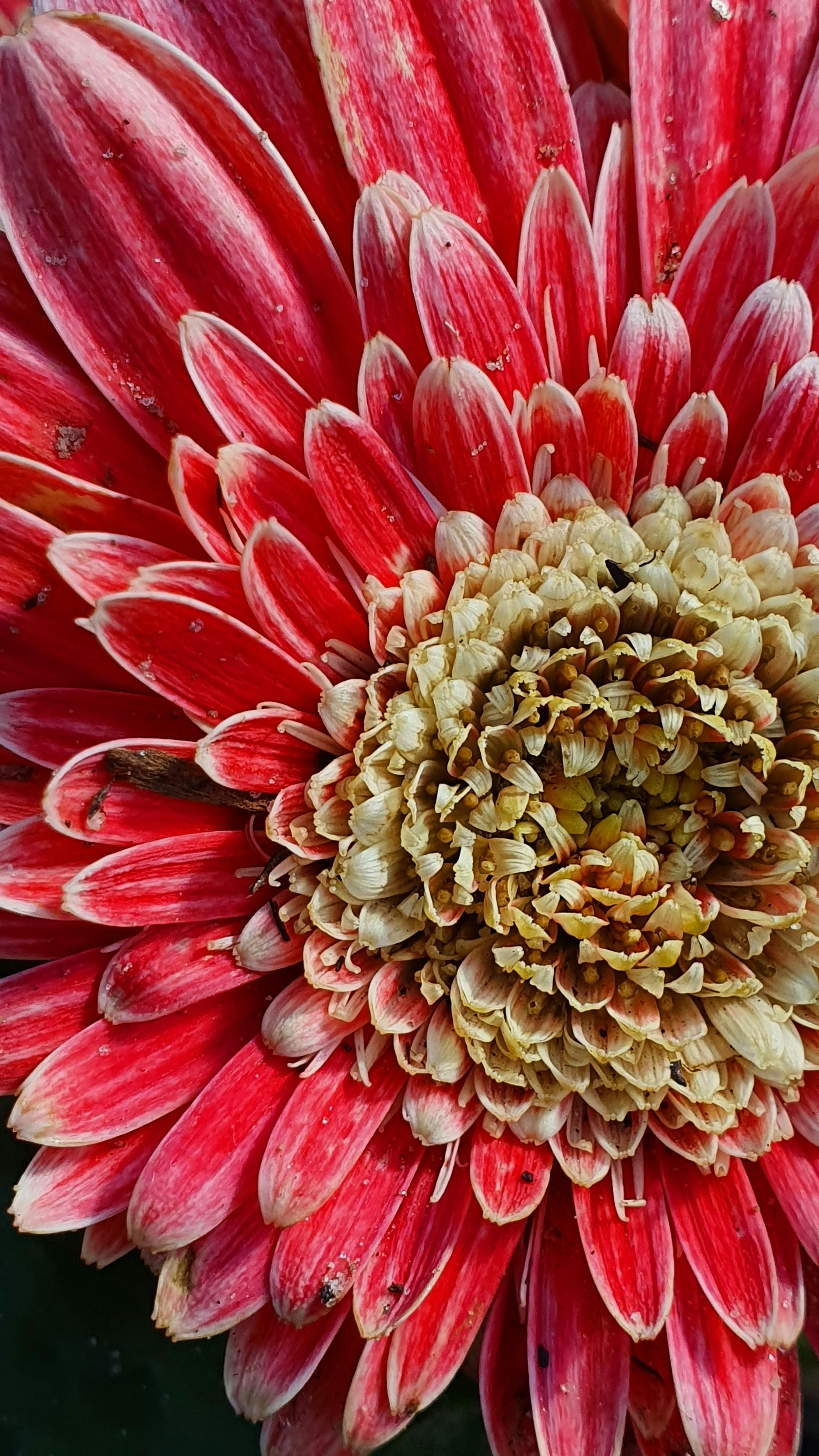 Close-up of Red Gerbera Daisy