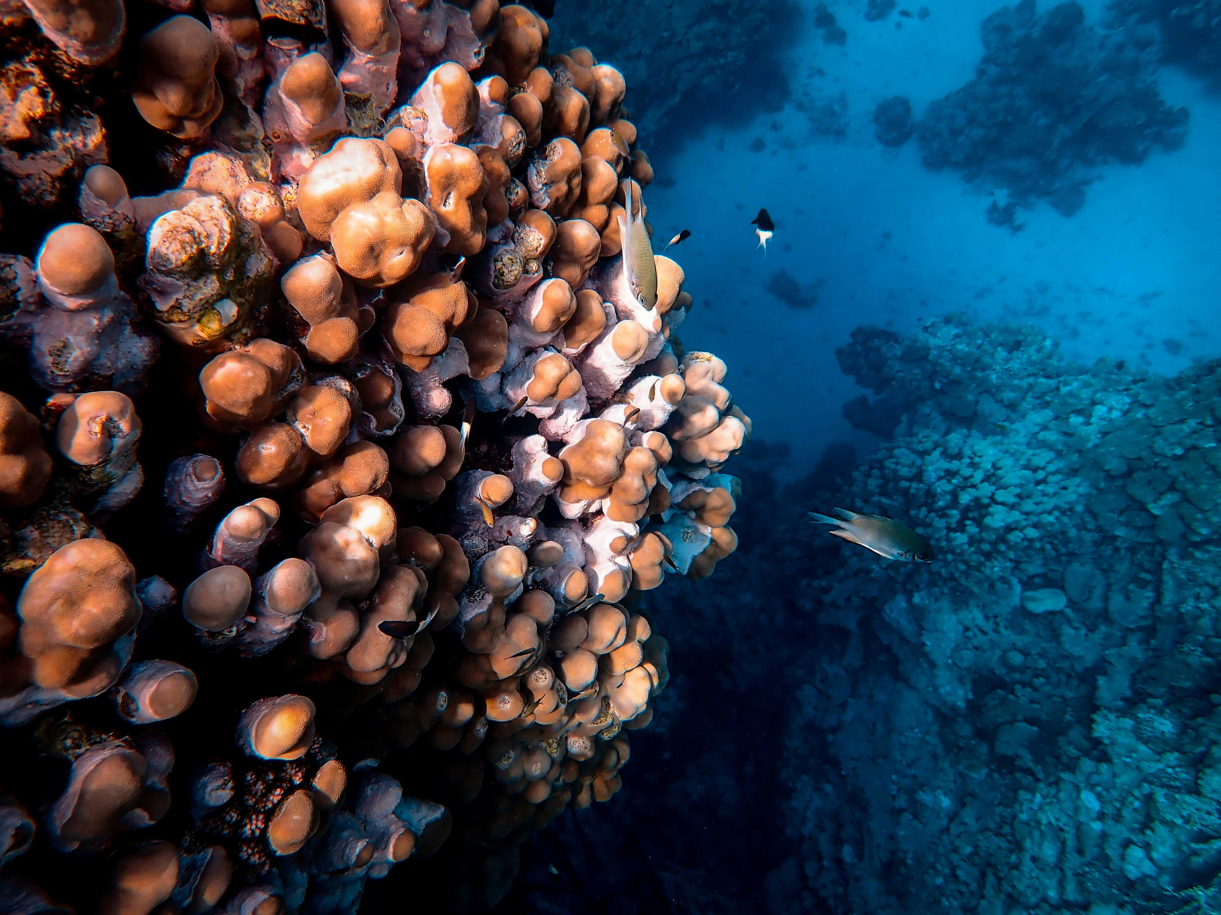 Underwater Coral Reef With Fish