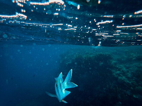 Blue Fish Swimming Underwater