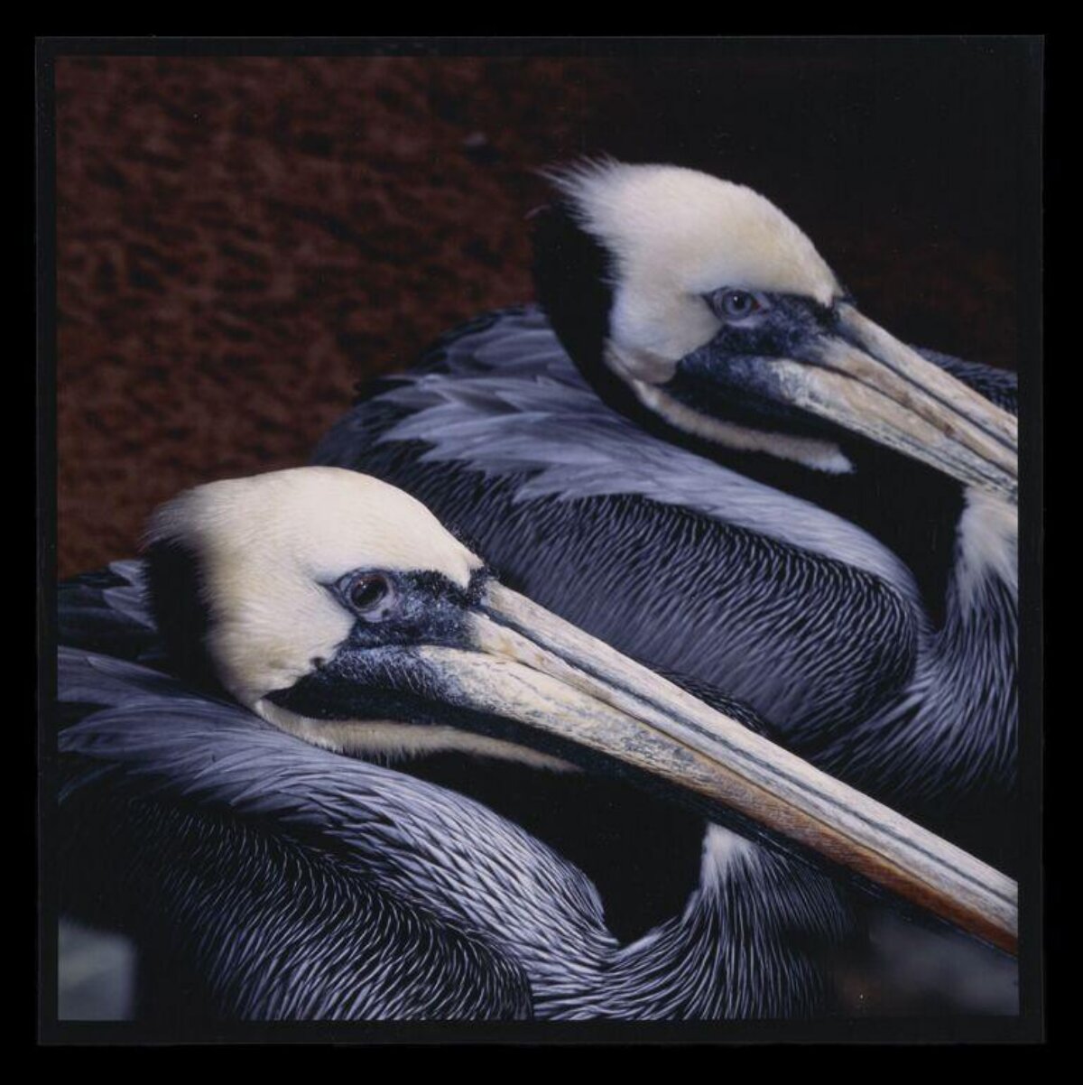 Two Resting Brown Pelicans