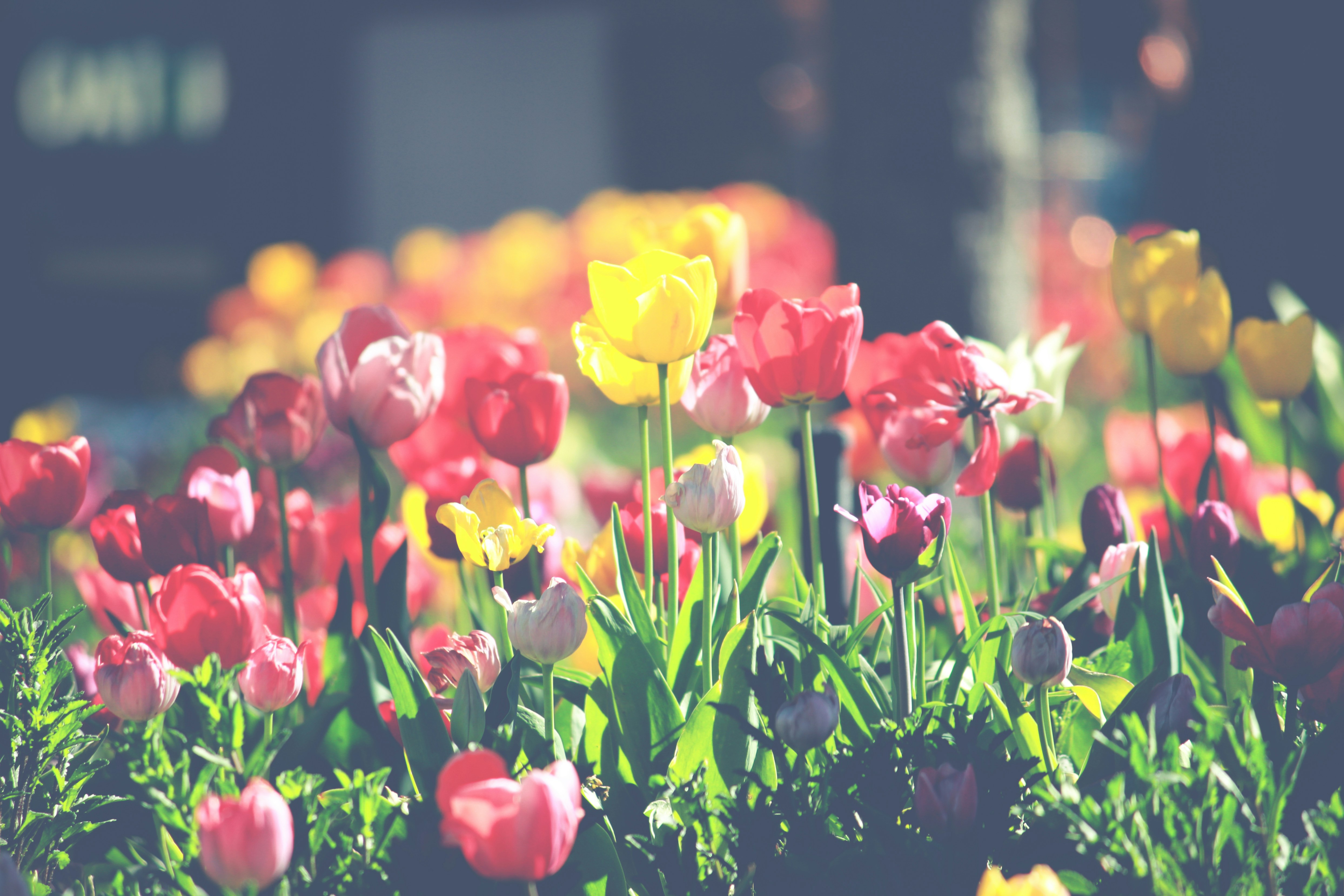 Sunlit Tulip Flower Bed