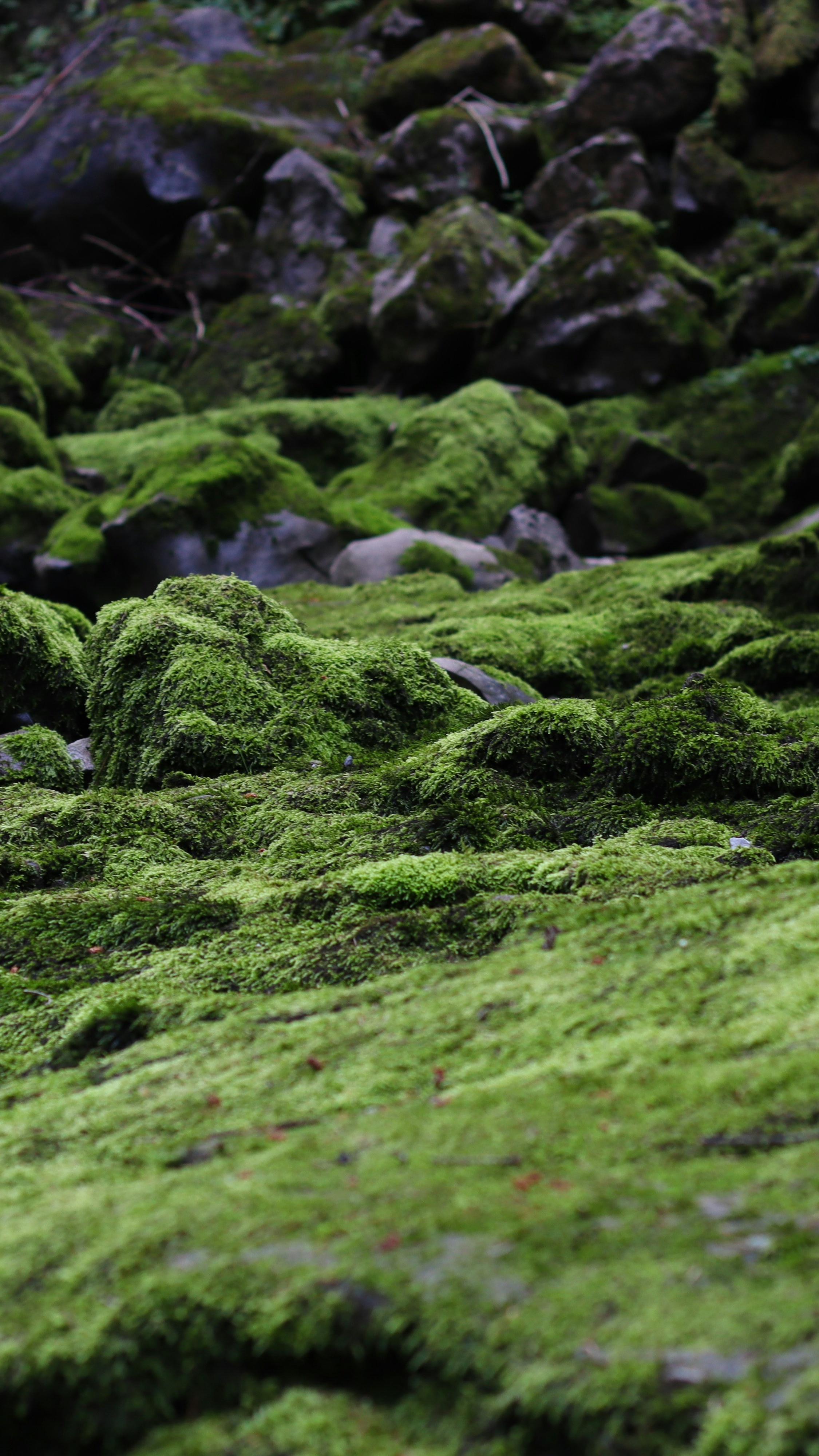 Lush Moss Covered Rocks