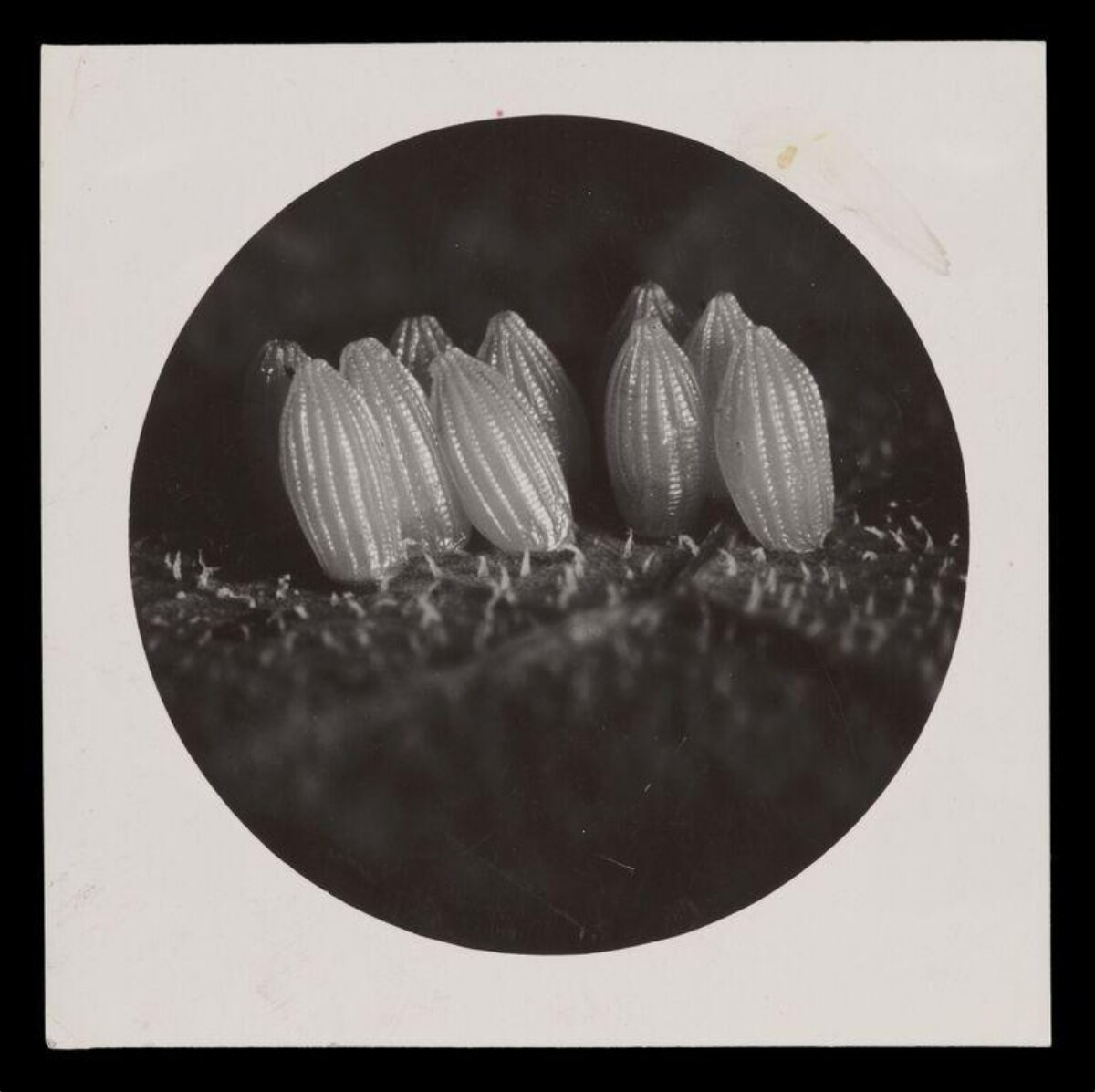 Micrograph of Insect Eggs on Plant