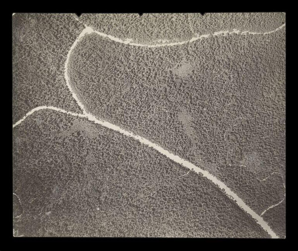 Black and White Aerial Forest View