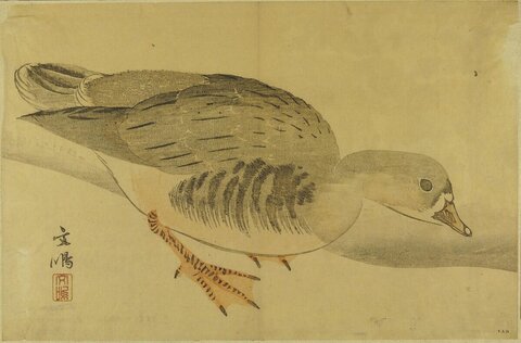 Woodblock Print of a Resting Duck