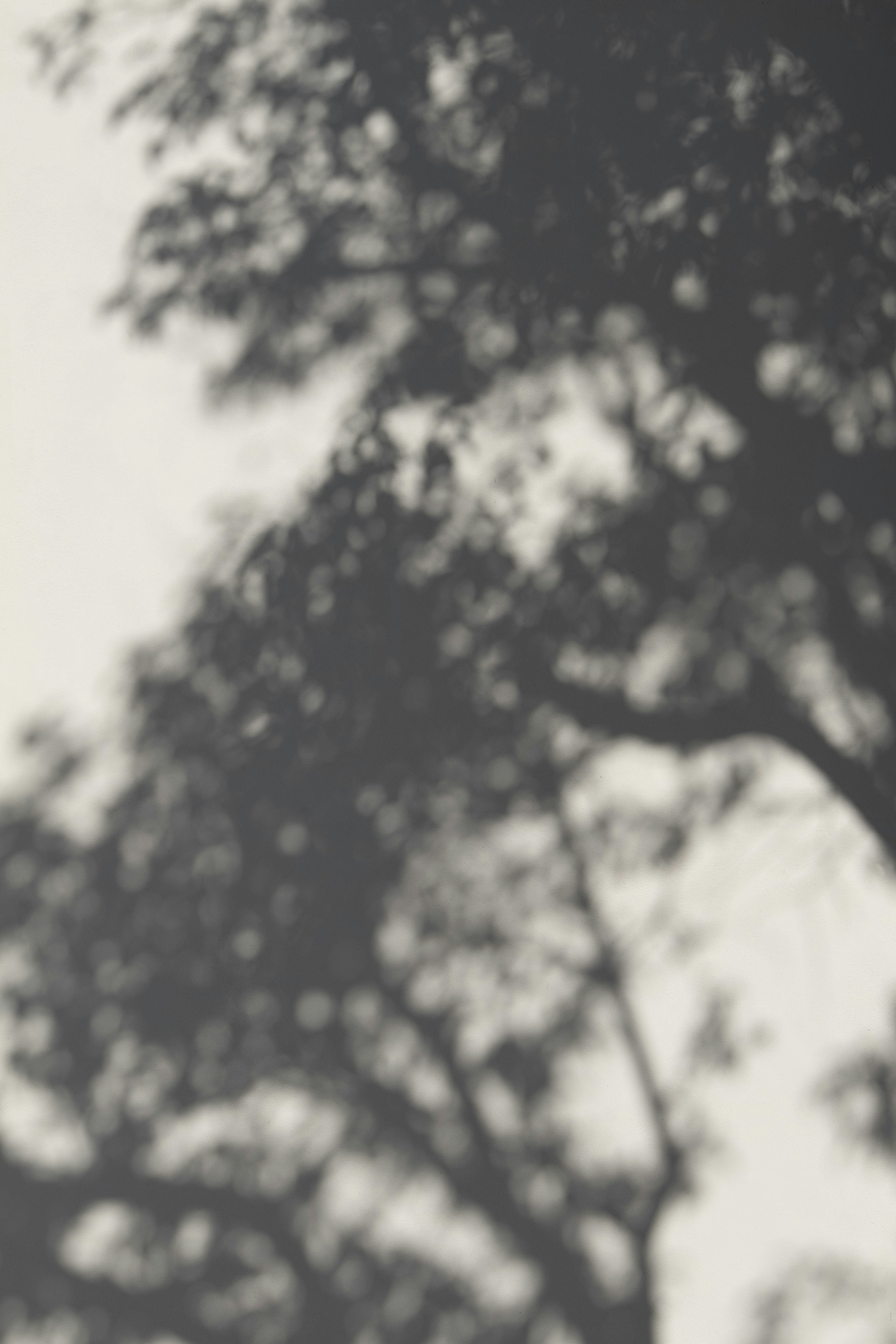 Blurred Black and White Tree
