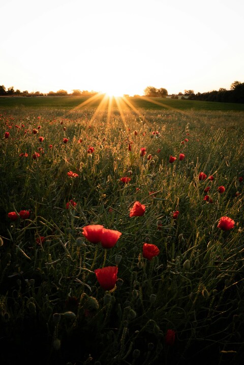 Poppy Field at Sunset