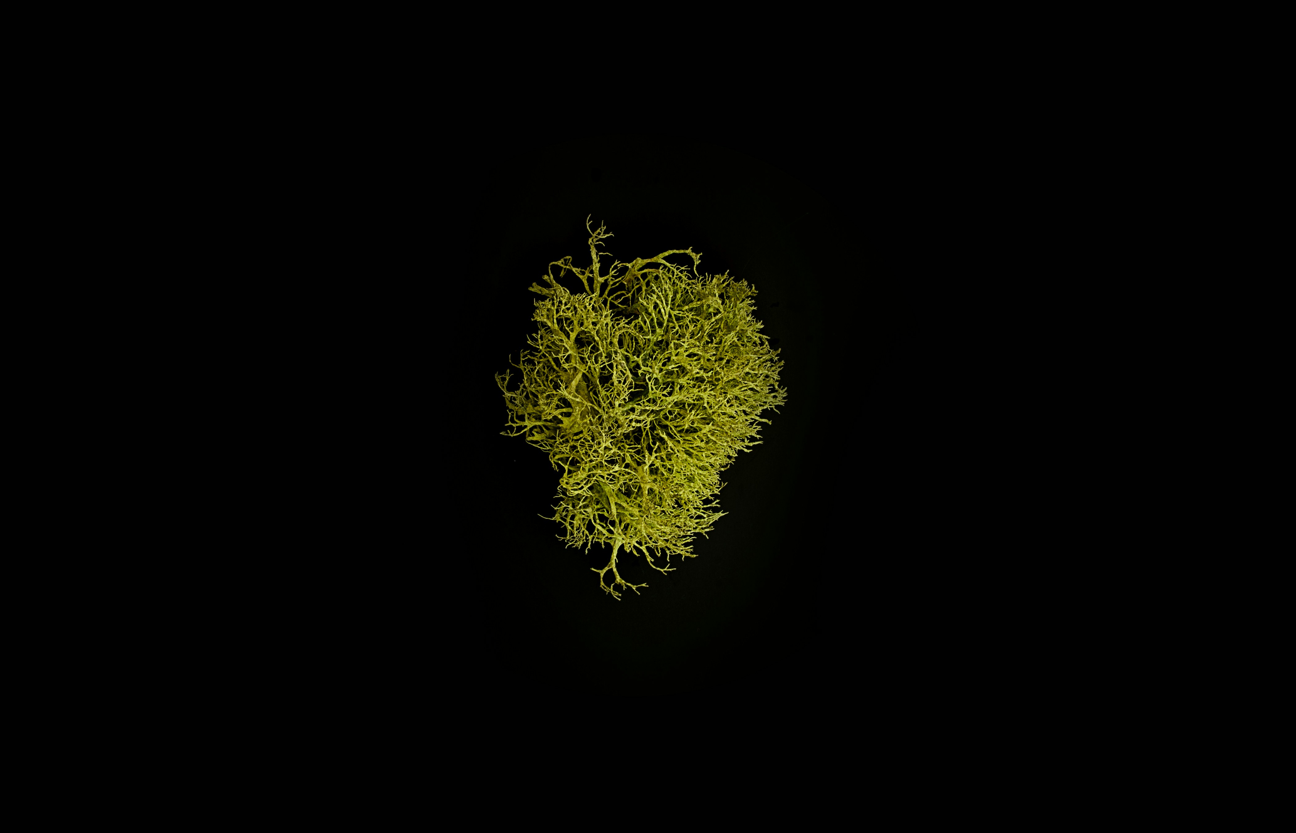 Lichen on Black Background