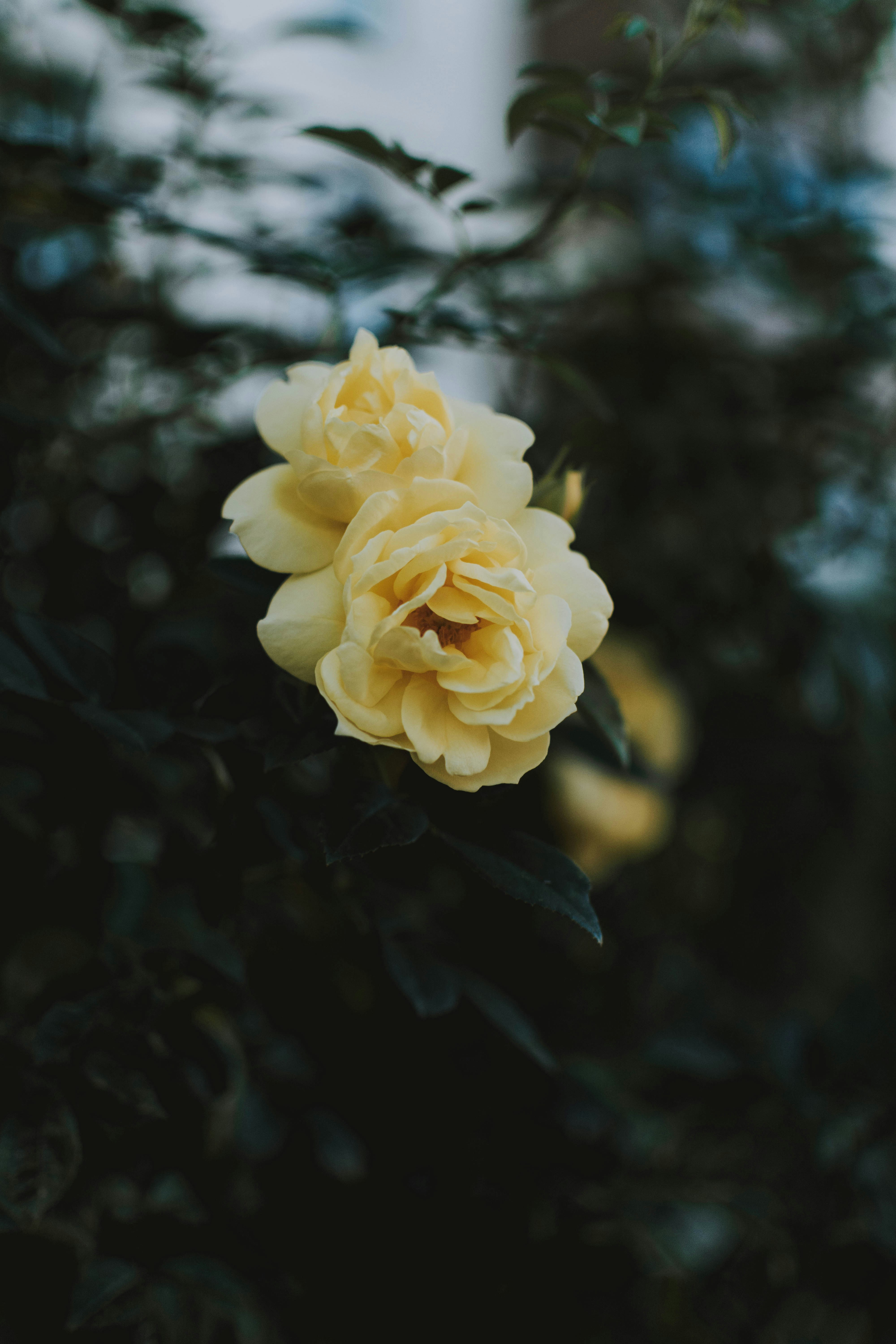 Two Yellow Garden Roses — Plant Encyclopedia