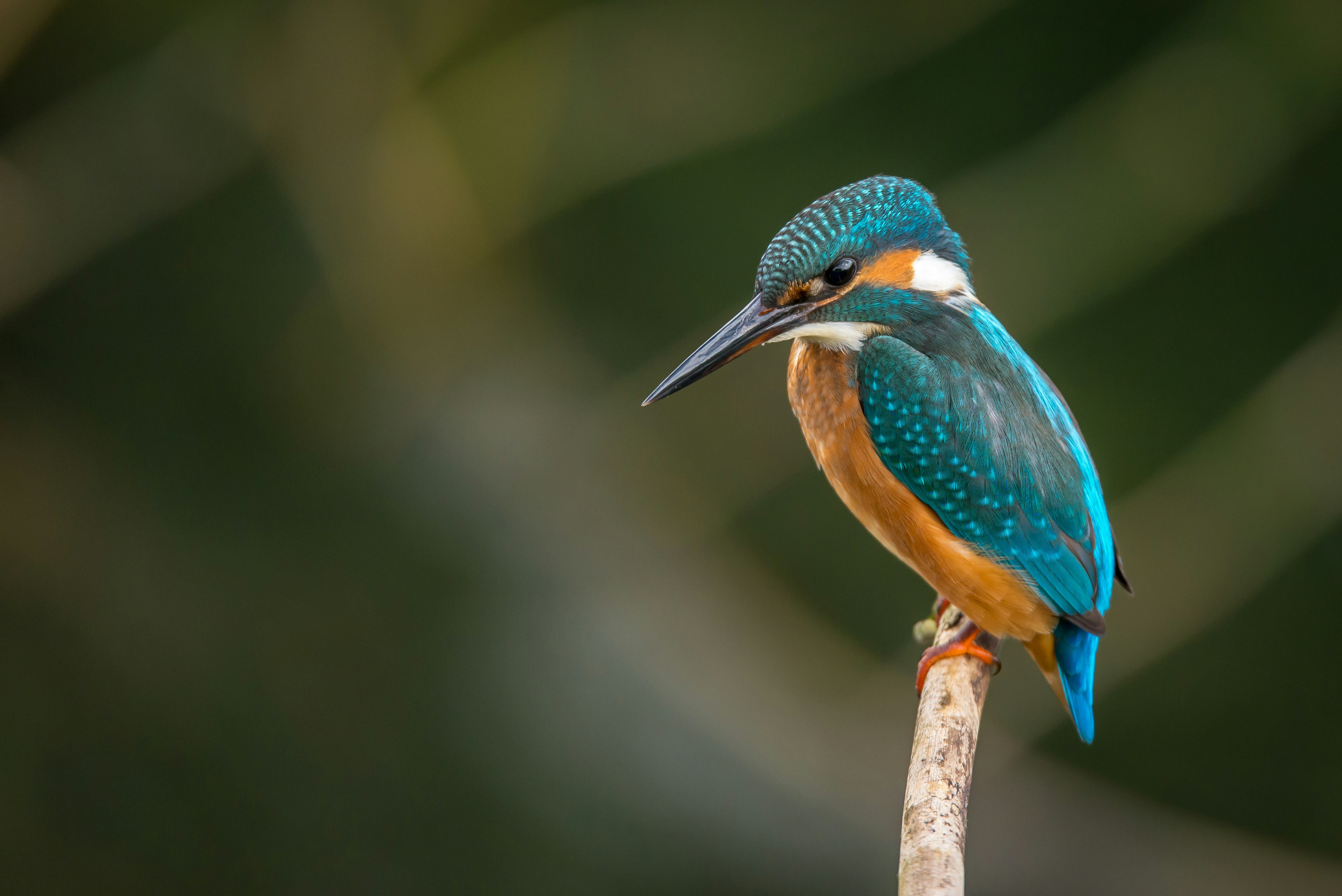 Kingfisher Perched on Branch