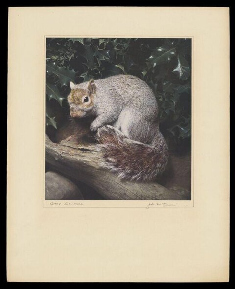 Grey Squirrel on Log