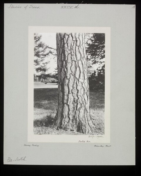 Scotch Fir Tree Trunk Study