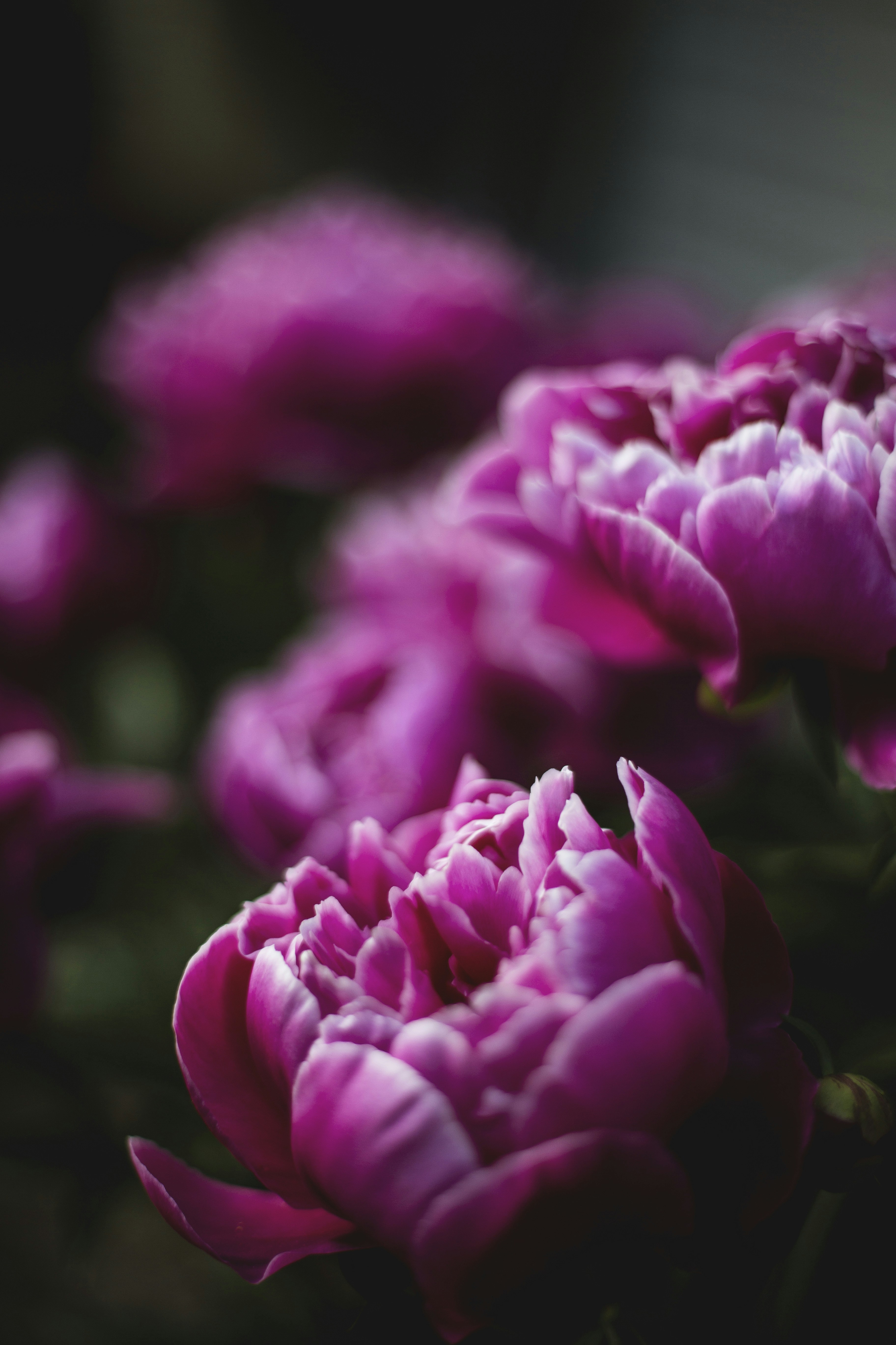Close-up Pink Peony Blooms