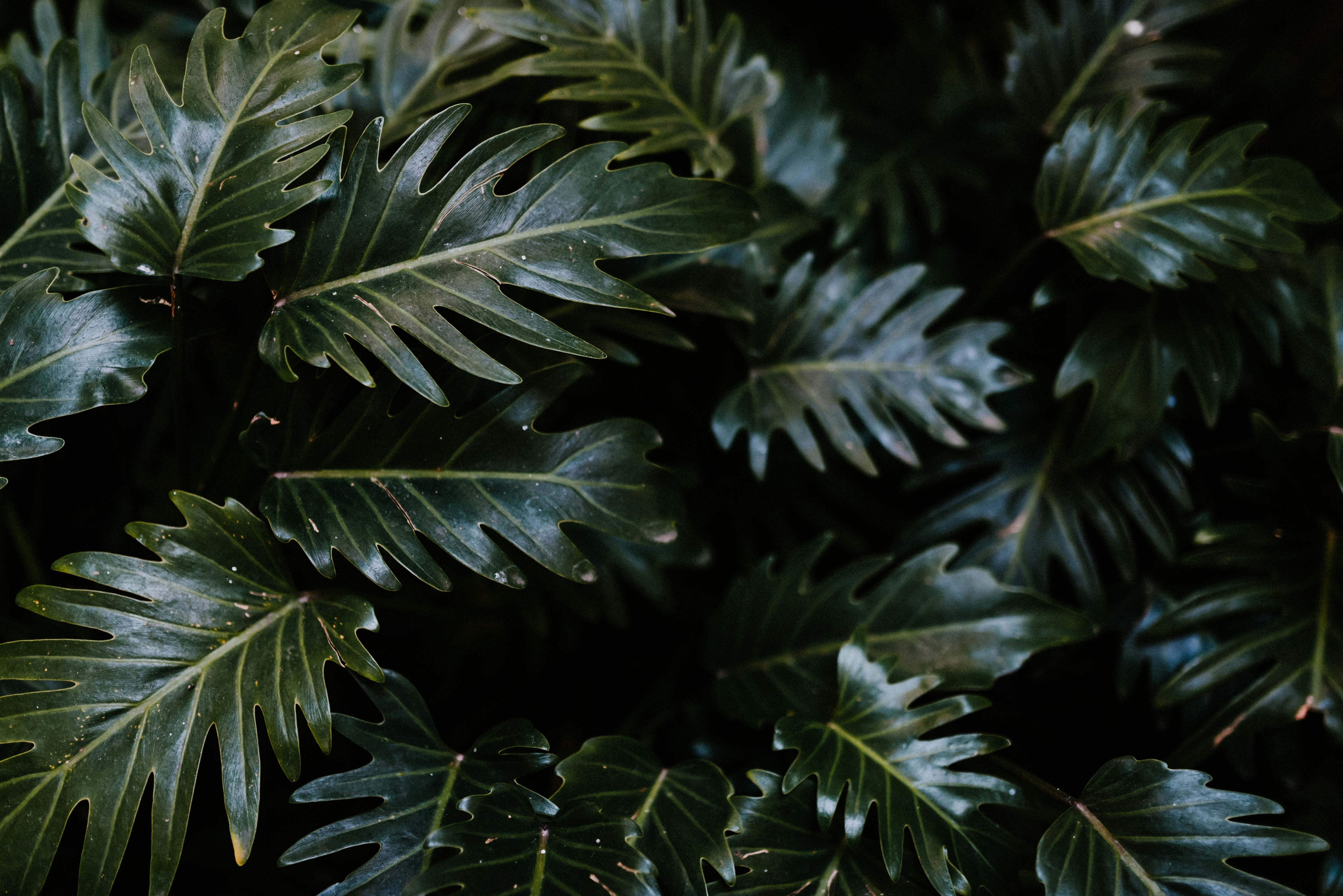 Dense Green Tropical Plant Leaves