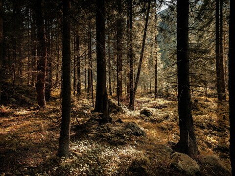 Sunlit Dense Coniferous Forest
