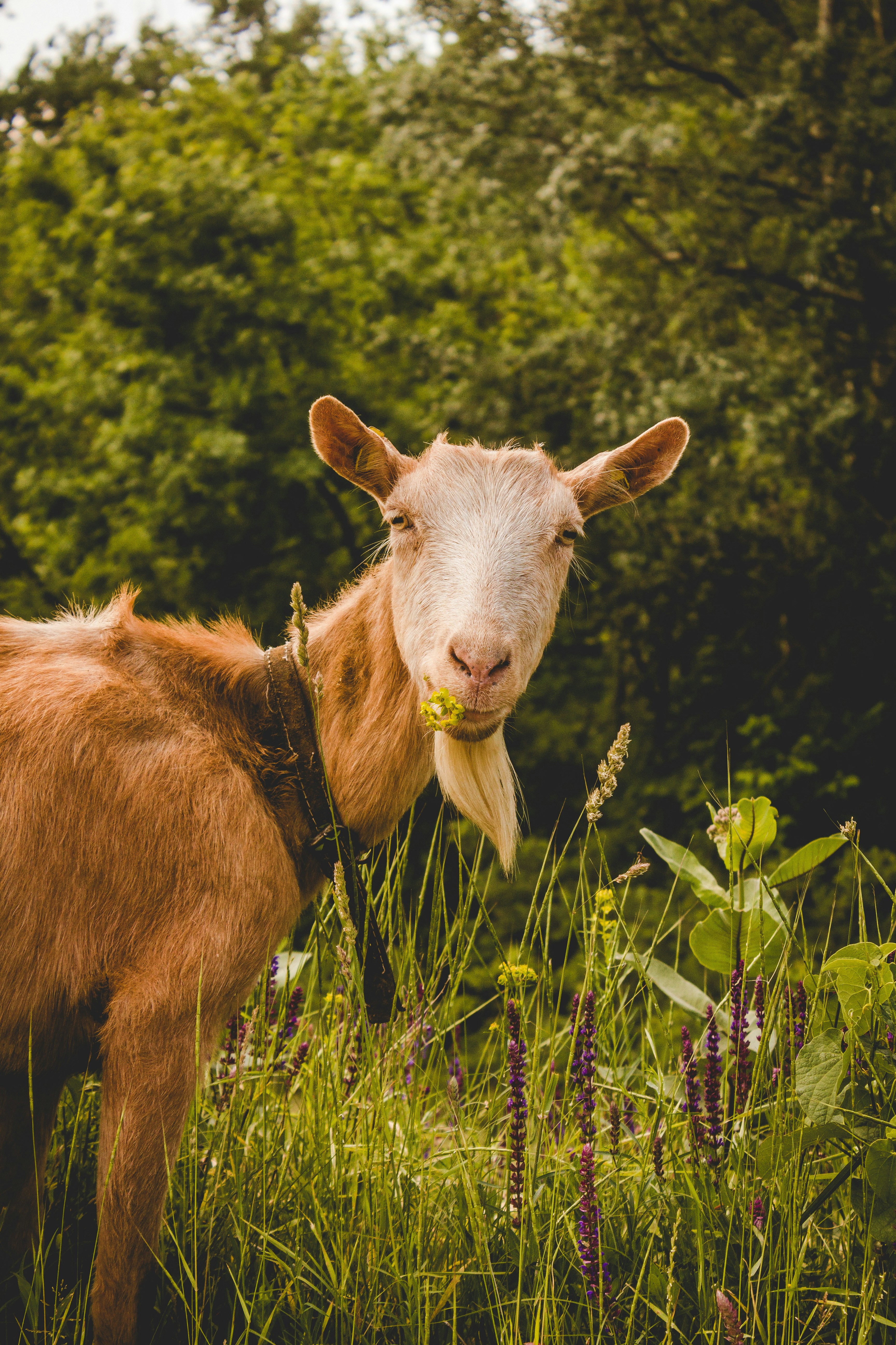 Goat in Wild Meadow