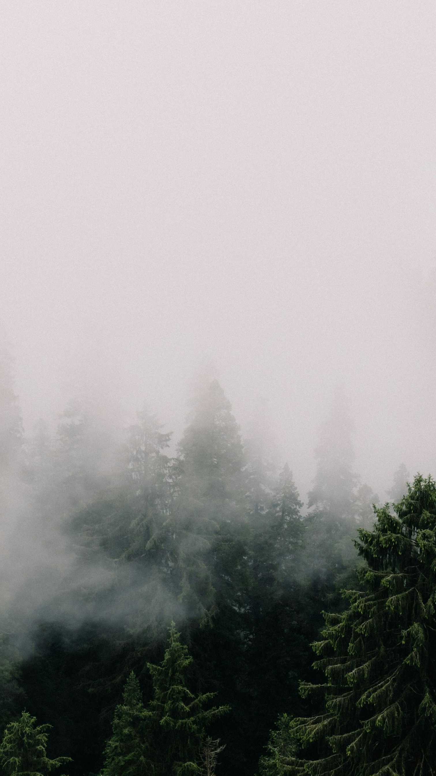 Foggy Pine Forest