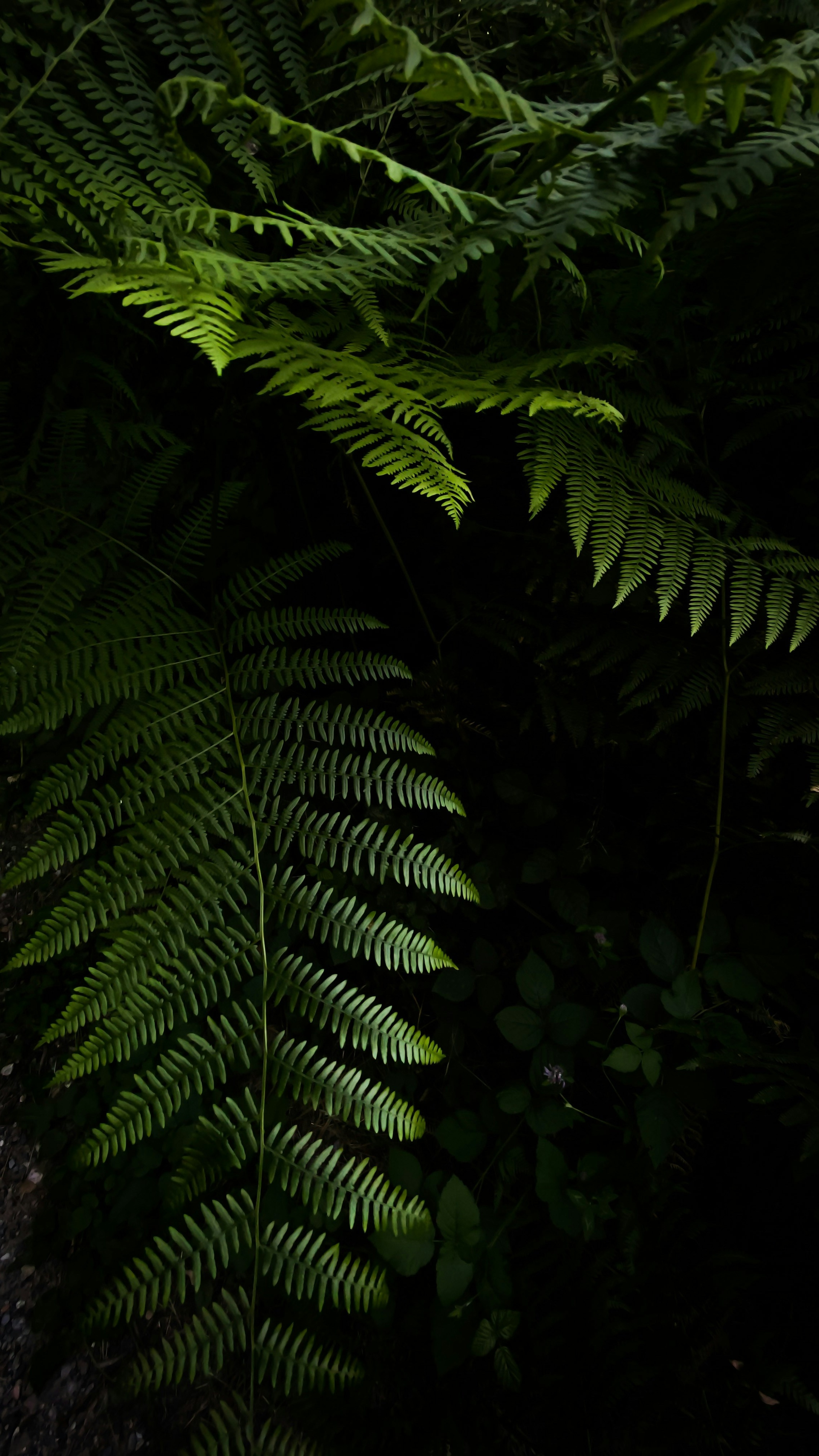 Sunlit Ferns in Deep Shadow