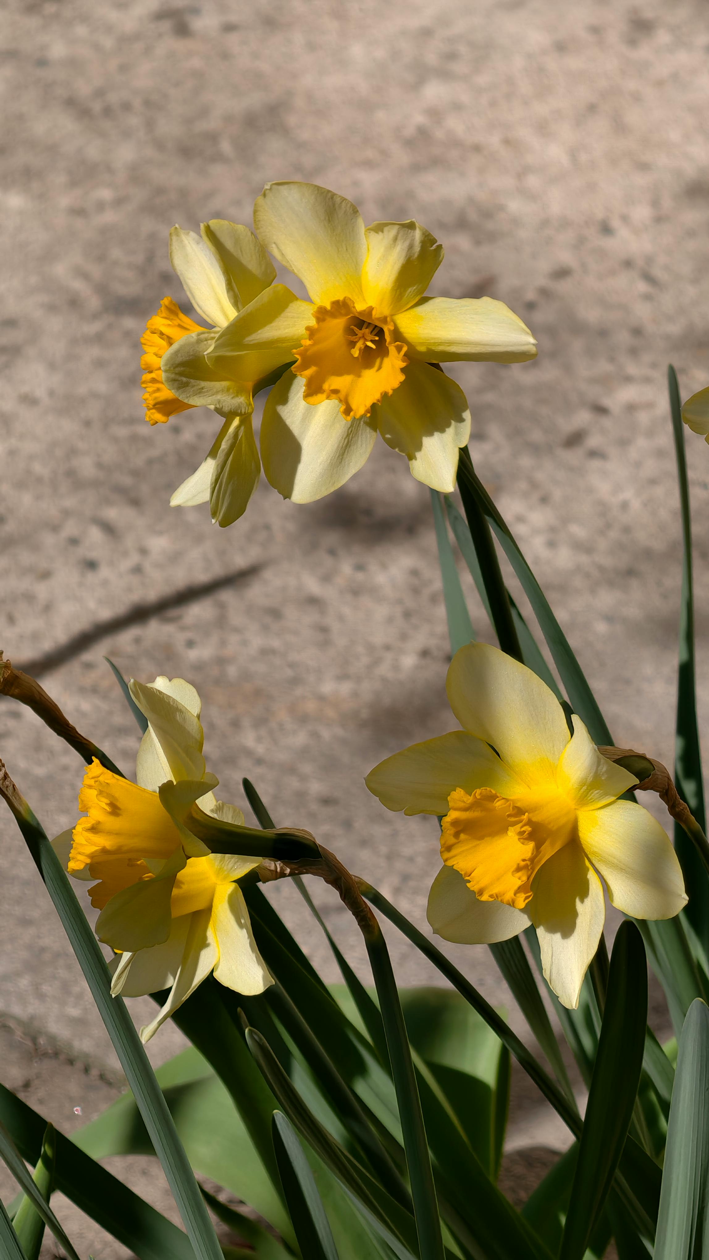 Blooming Yellow Daffodils