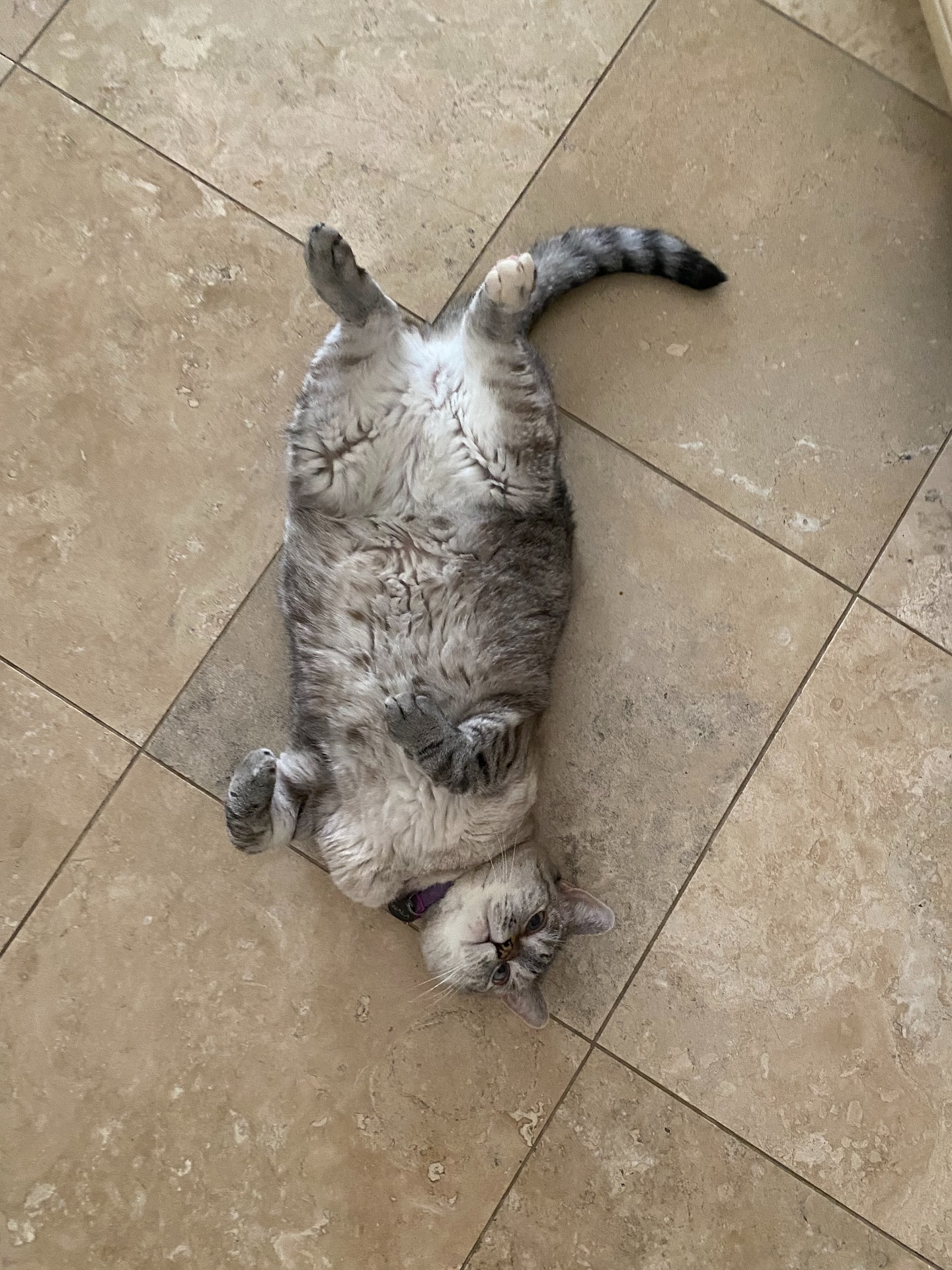 Chubby Gray Tabby Cat Lying On Back