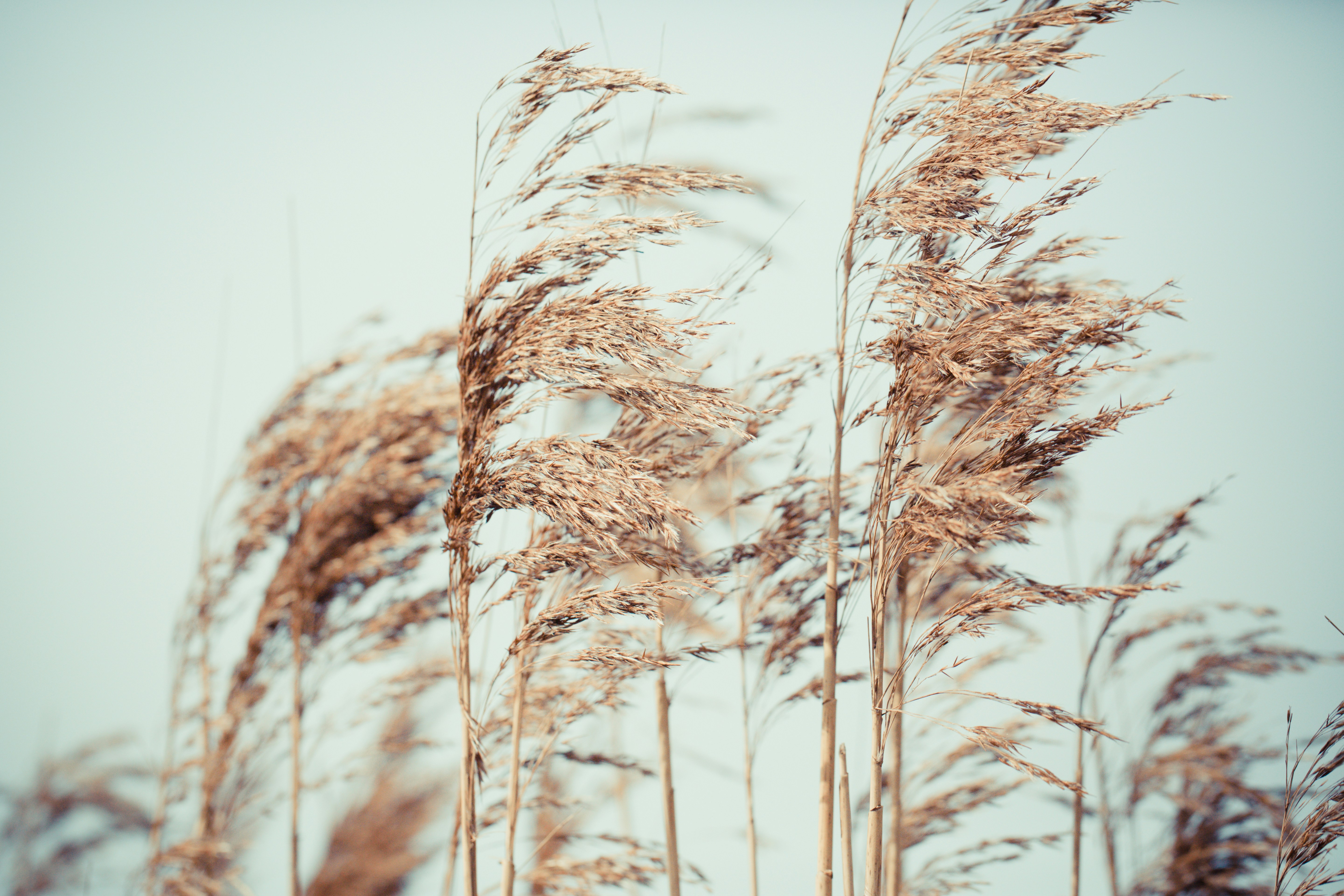 Reeds Swaying in Wind