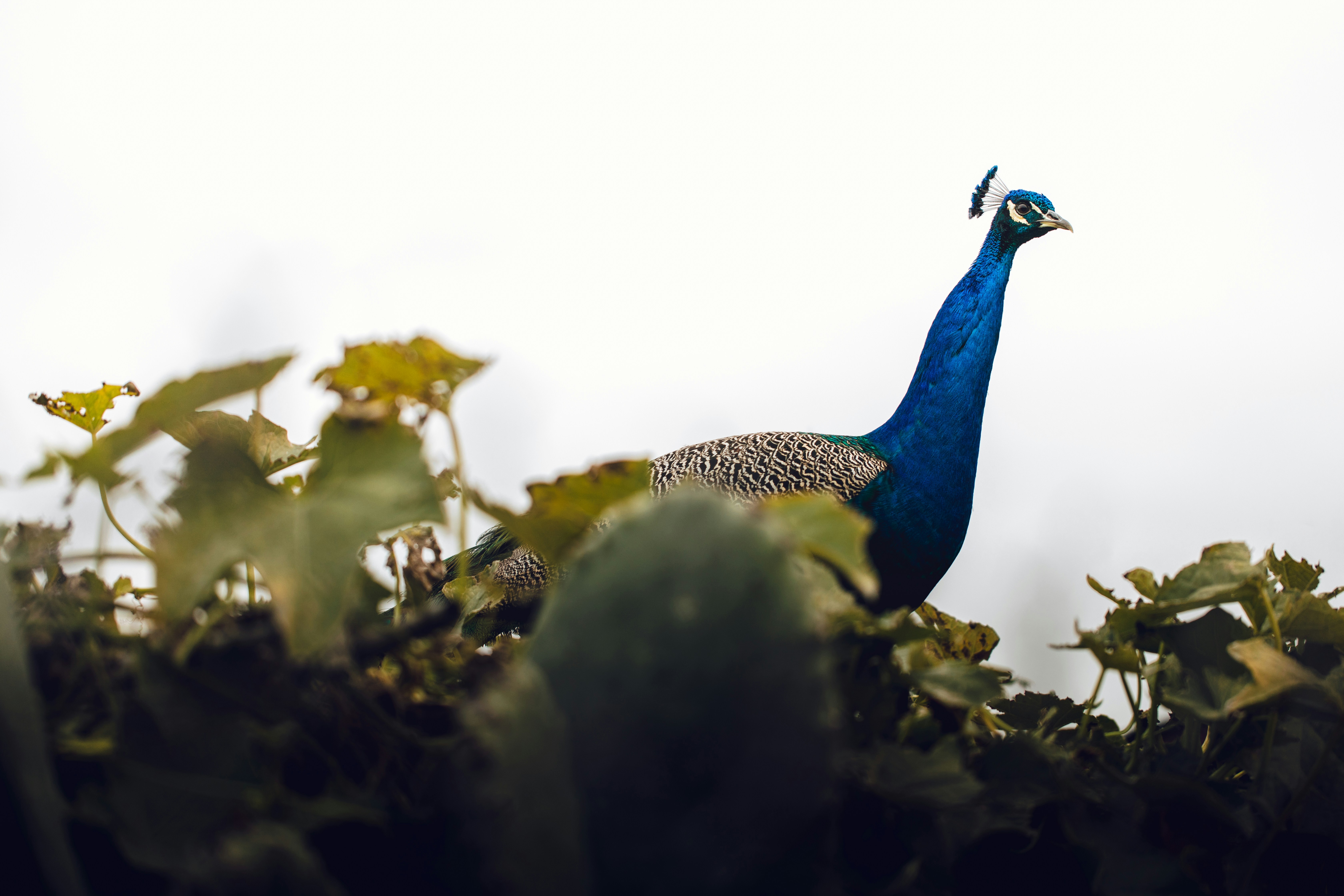 Blue Peacock Among Foliage