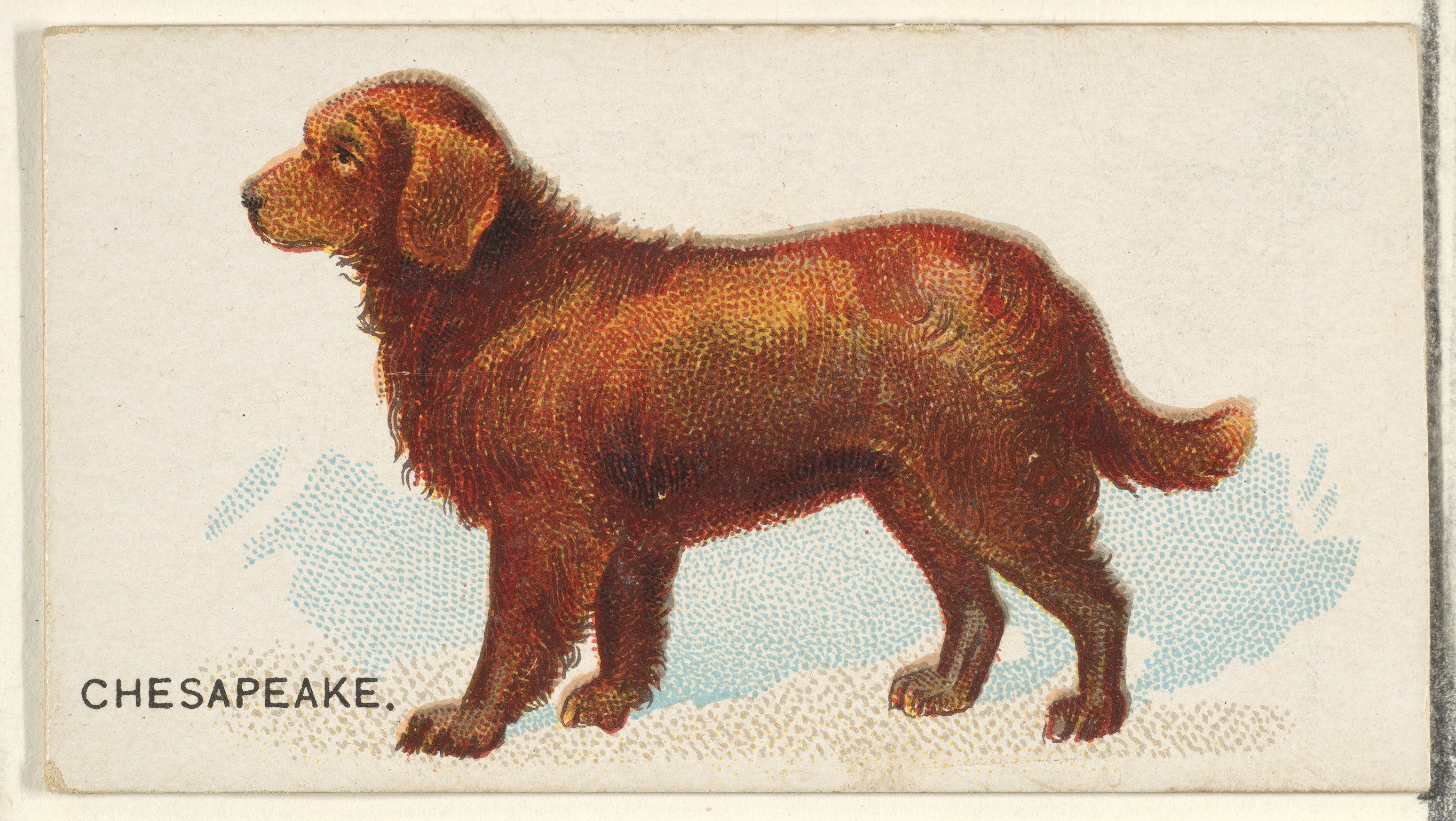 Vintage Chesapeake Dog Illustration