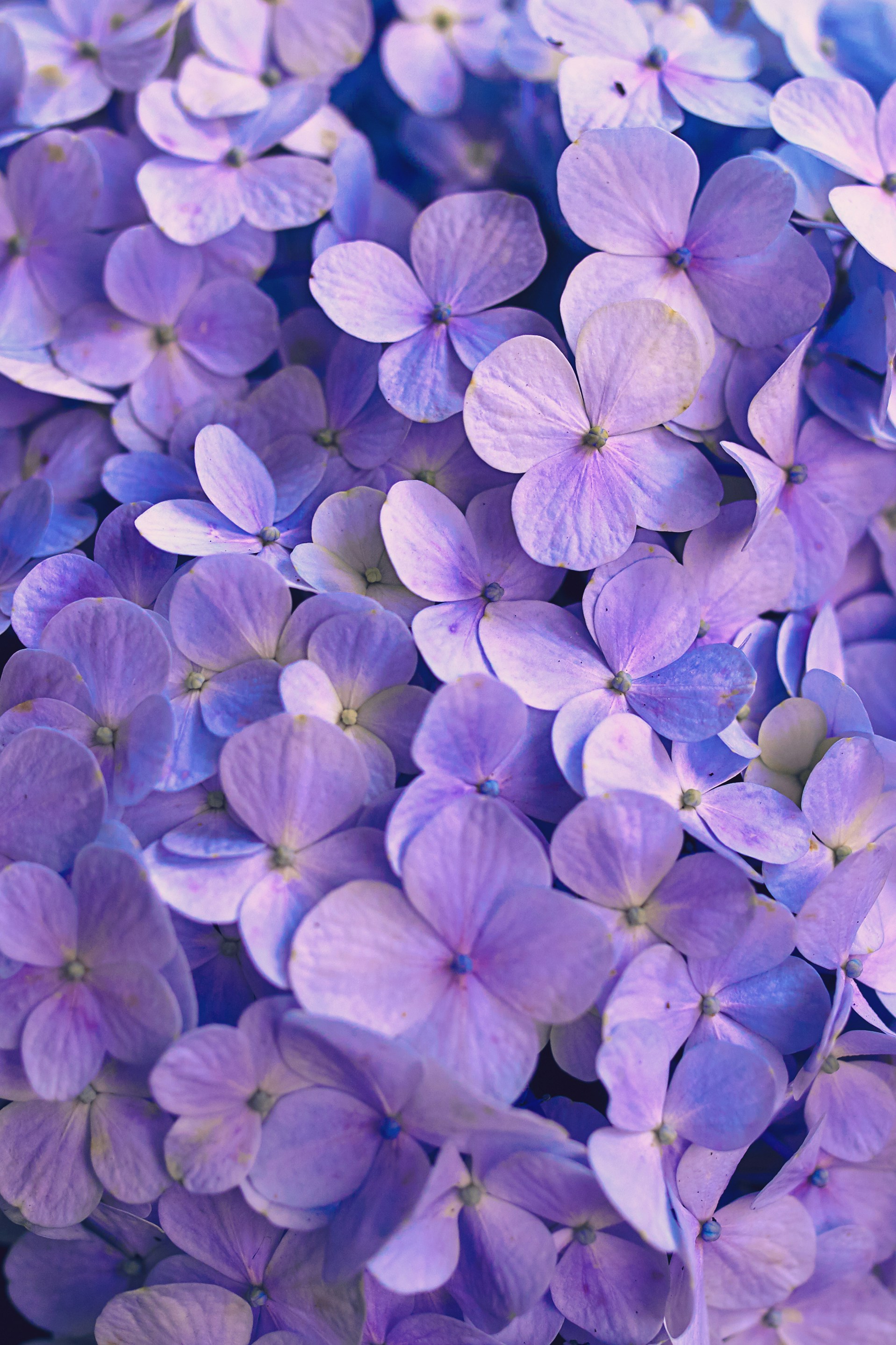 Close-up of Purple Hydrangeas