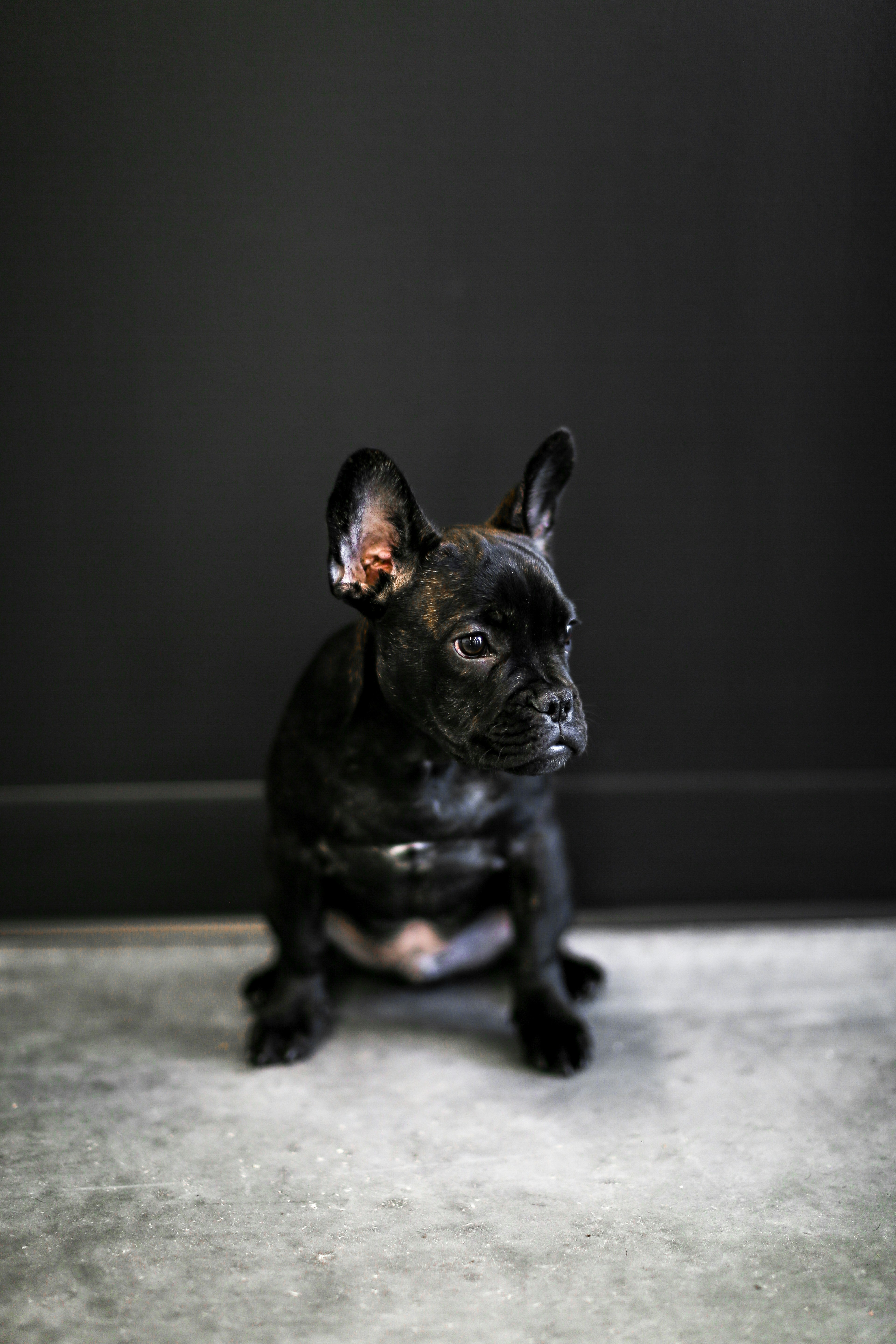 Black French Bulldog Puppy Sitting — Phone Backgrounds
