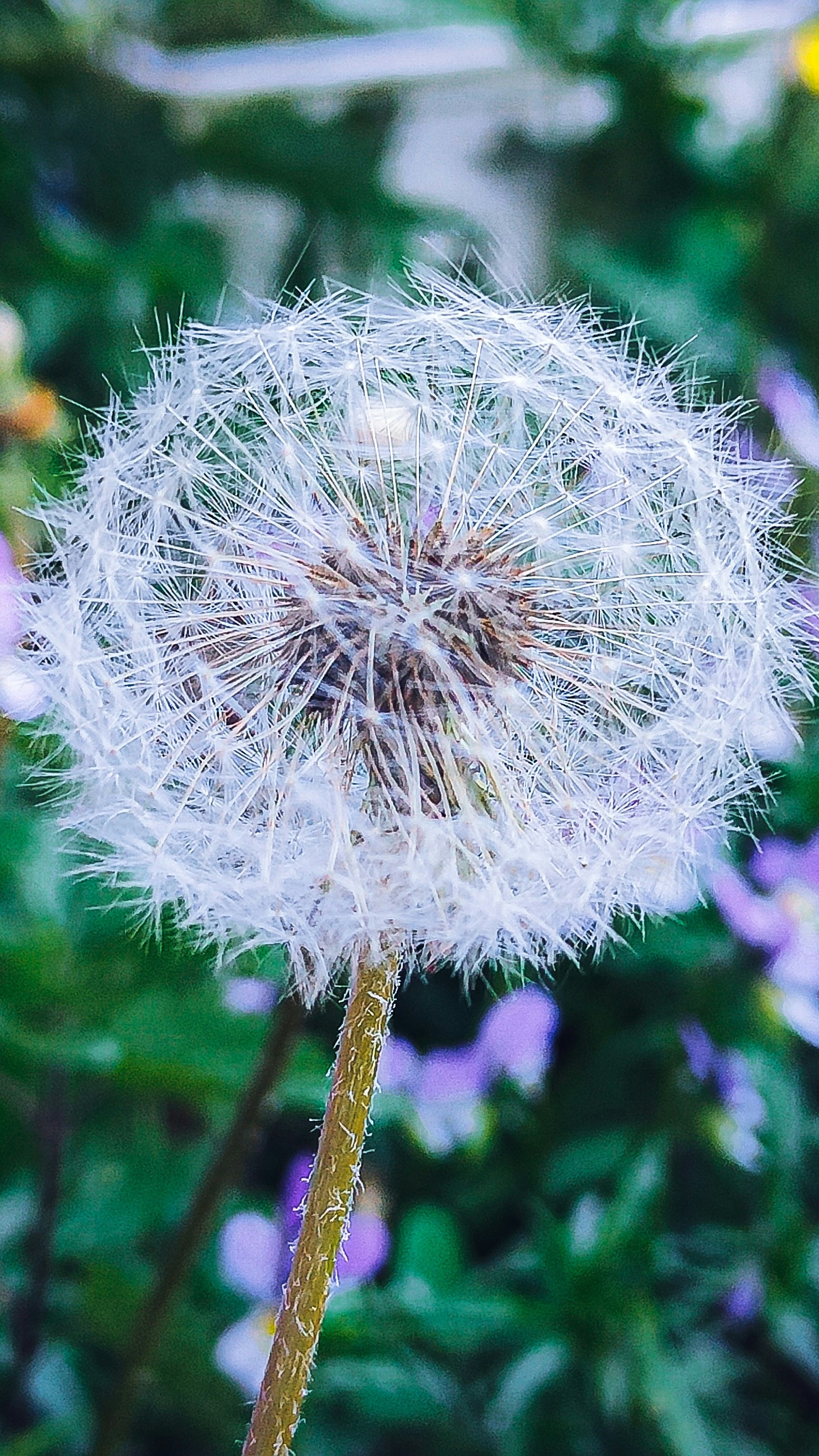 Dandelion Seed Head Close-up