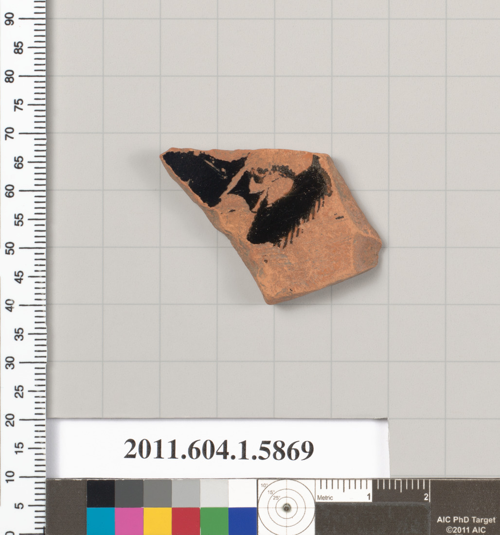 Ancient Pottery Shard Specimen