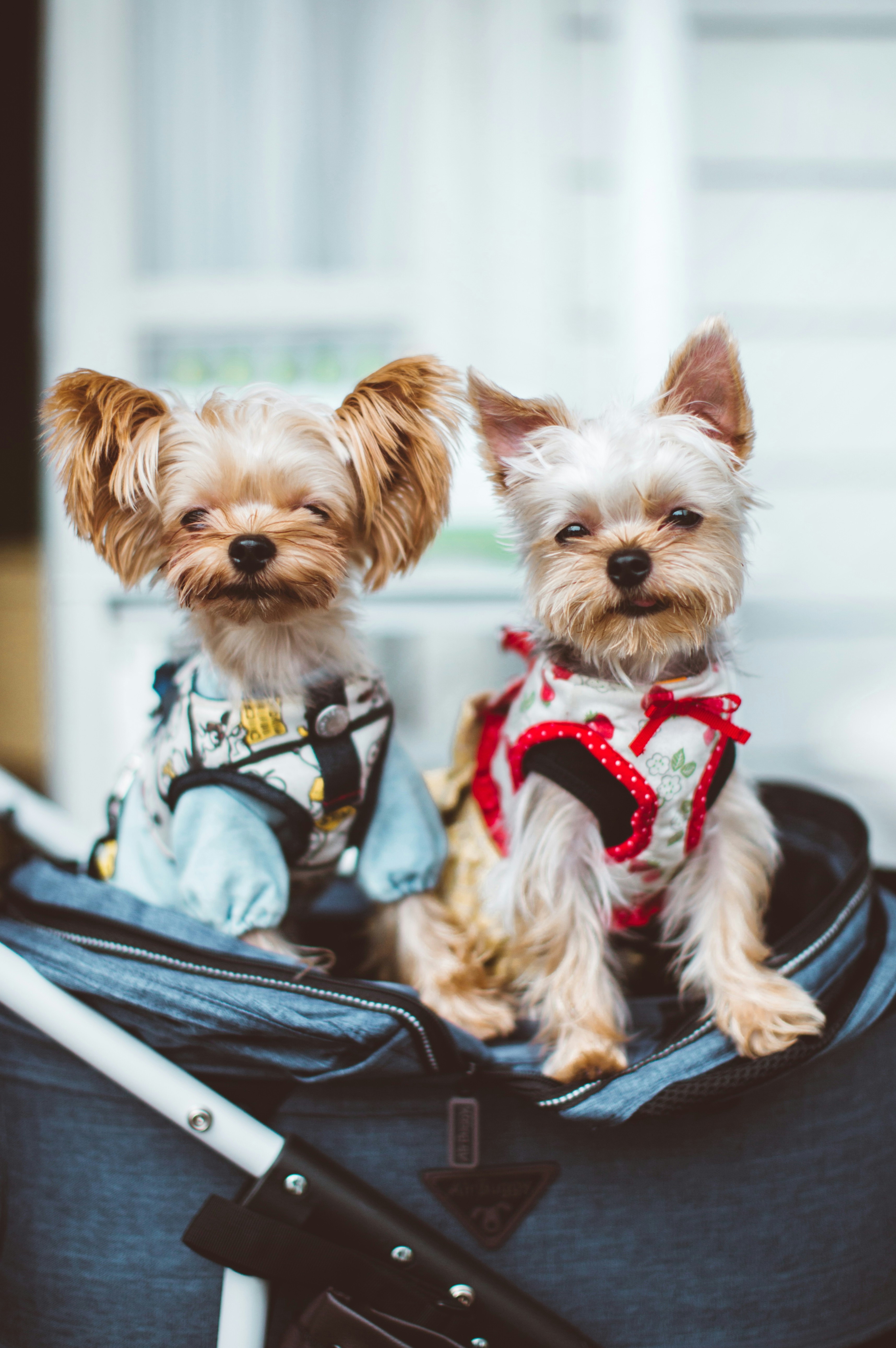 Two Yorkshire Terriers in Pet Stroller