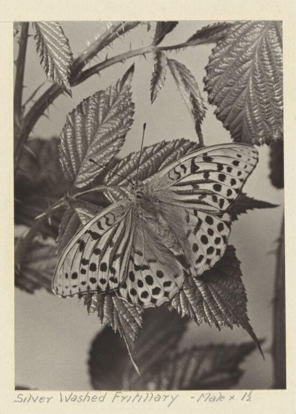 Silver Washed Fritillary Butterfly on Leaves