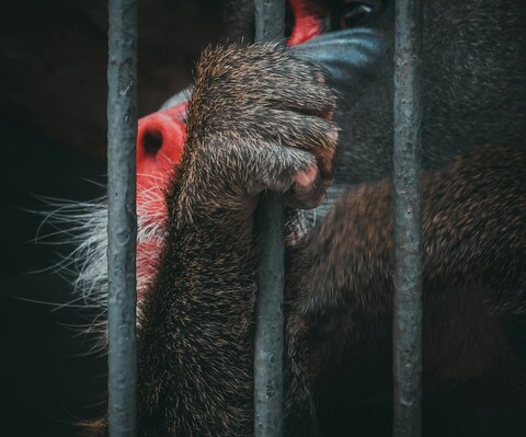 Captive Mandrill Behind Cage Bars
