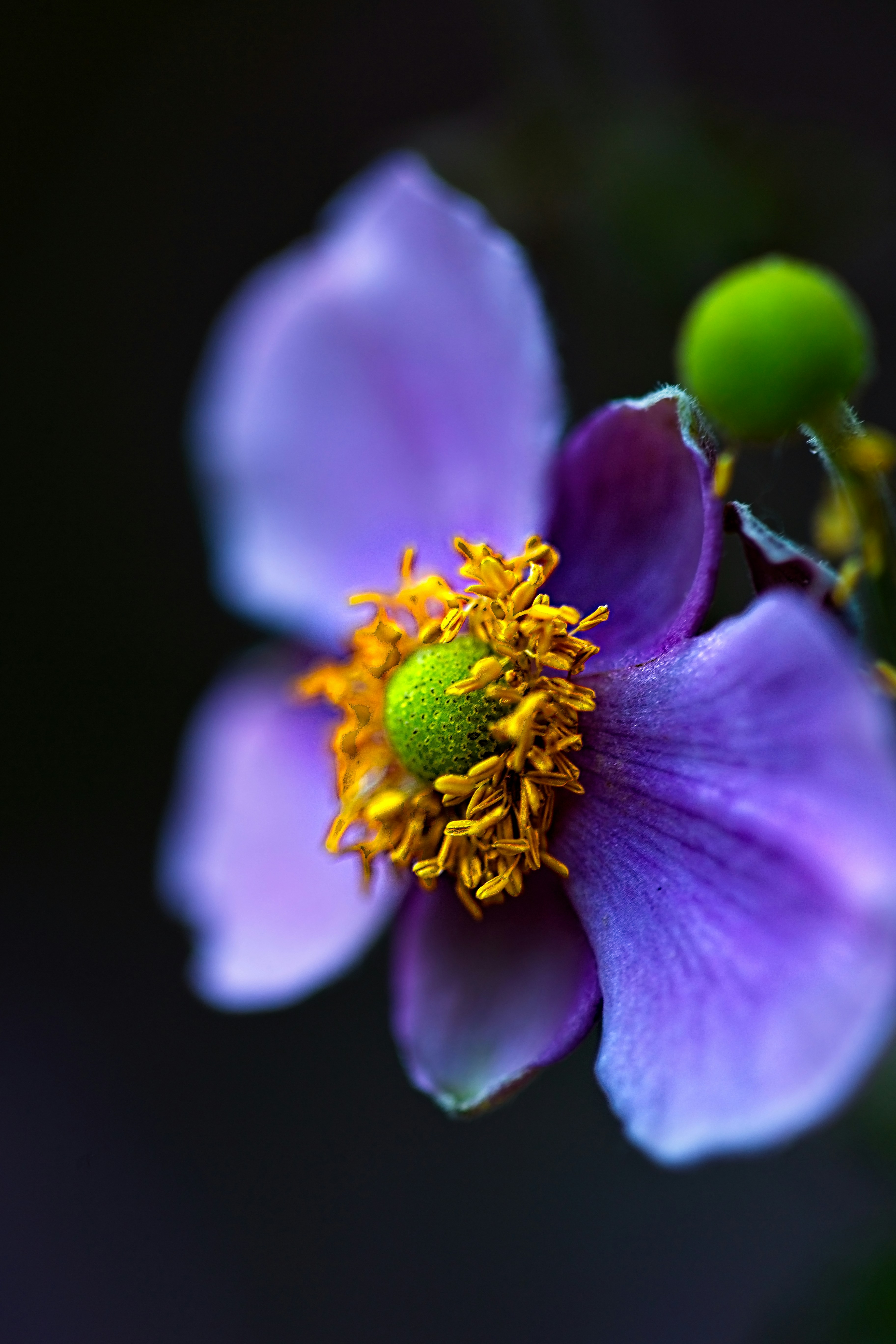 Close-up of Purple Wildflower
